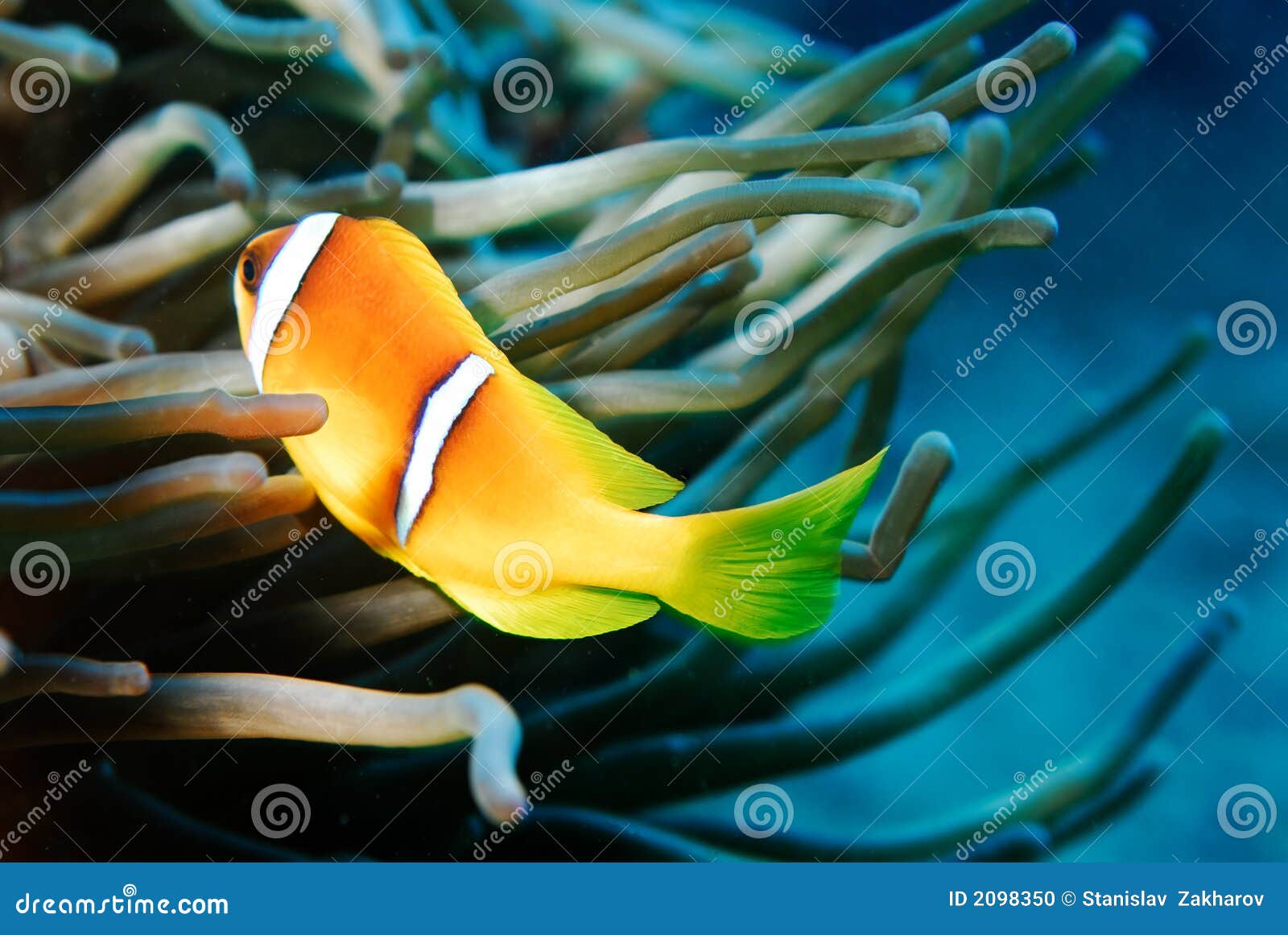 La Mer Rouge De Poissons D'Anemon Photo stock Image du nikon