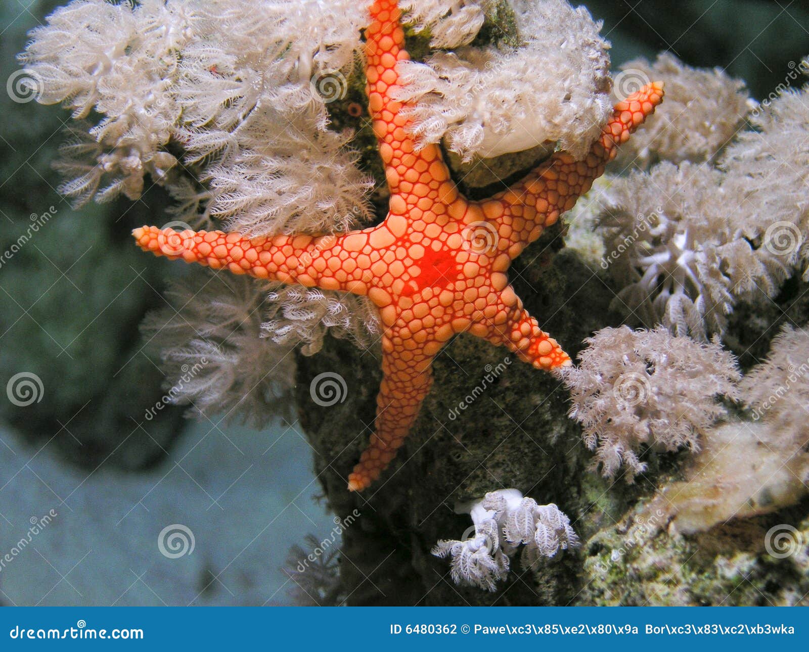 La Mer Rouge De Poissons Seastar Photo stock Image du saison, piqué