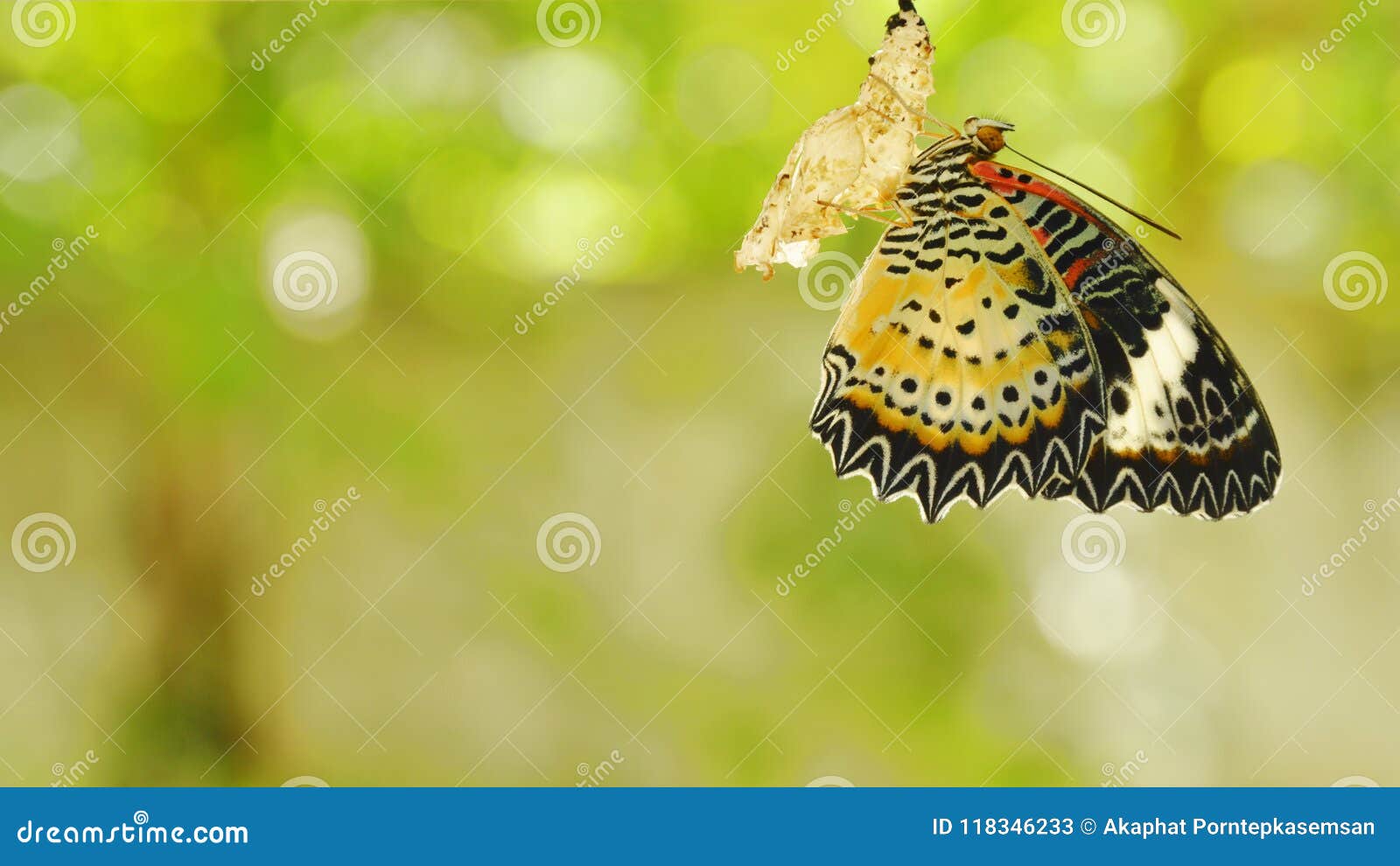 La Metamorfosis De La Mariposa Del Capullo Y Se Prepara a Volar En La Línea  De Ropa De Aluminio En Jardín Imagen de archivo - Imagen de cubo, capullo:  118346233