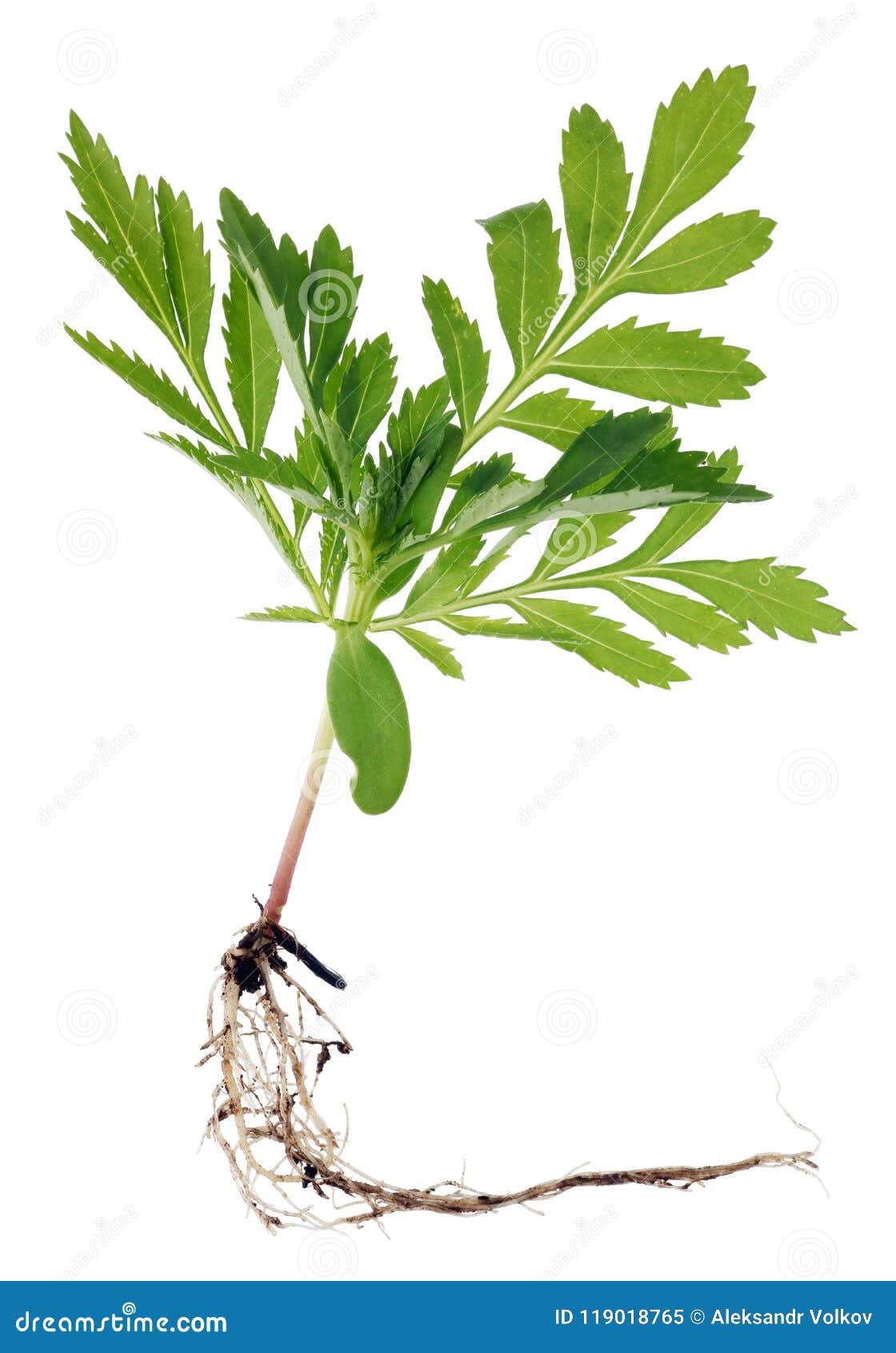 La Mini Jeune Plante De Pousse De La Fleur De Souci Avec La Racine S'est  Préparée à P Image stock - Image du jeune, souci: 119018765