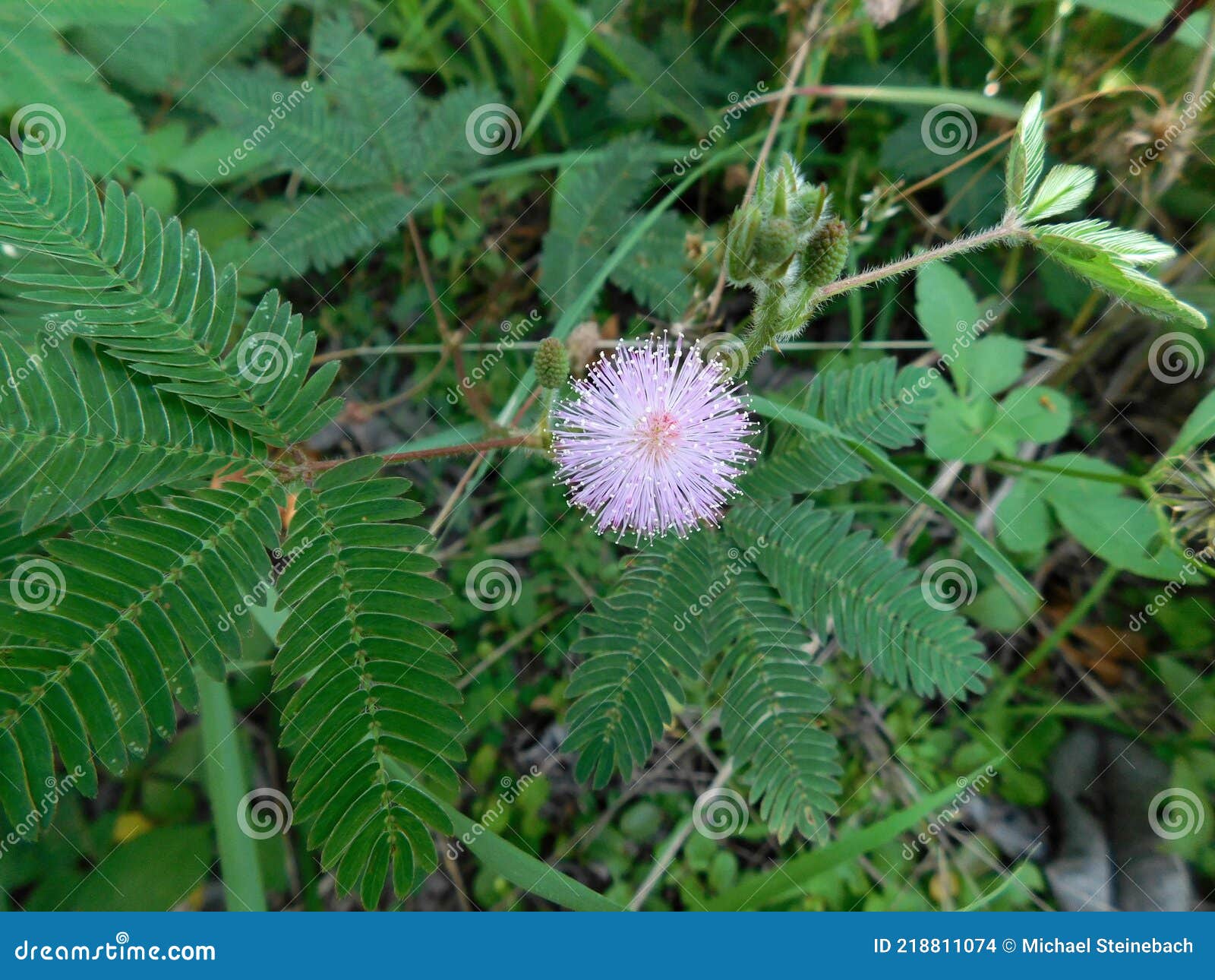 La Minuscule Fleur Violette Et Boule En Forme De Mimosa Cupida Photo stock  - Image du minuscule, formé: 218811074