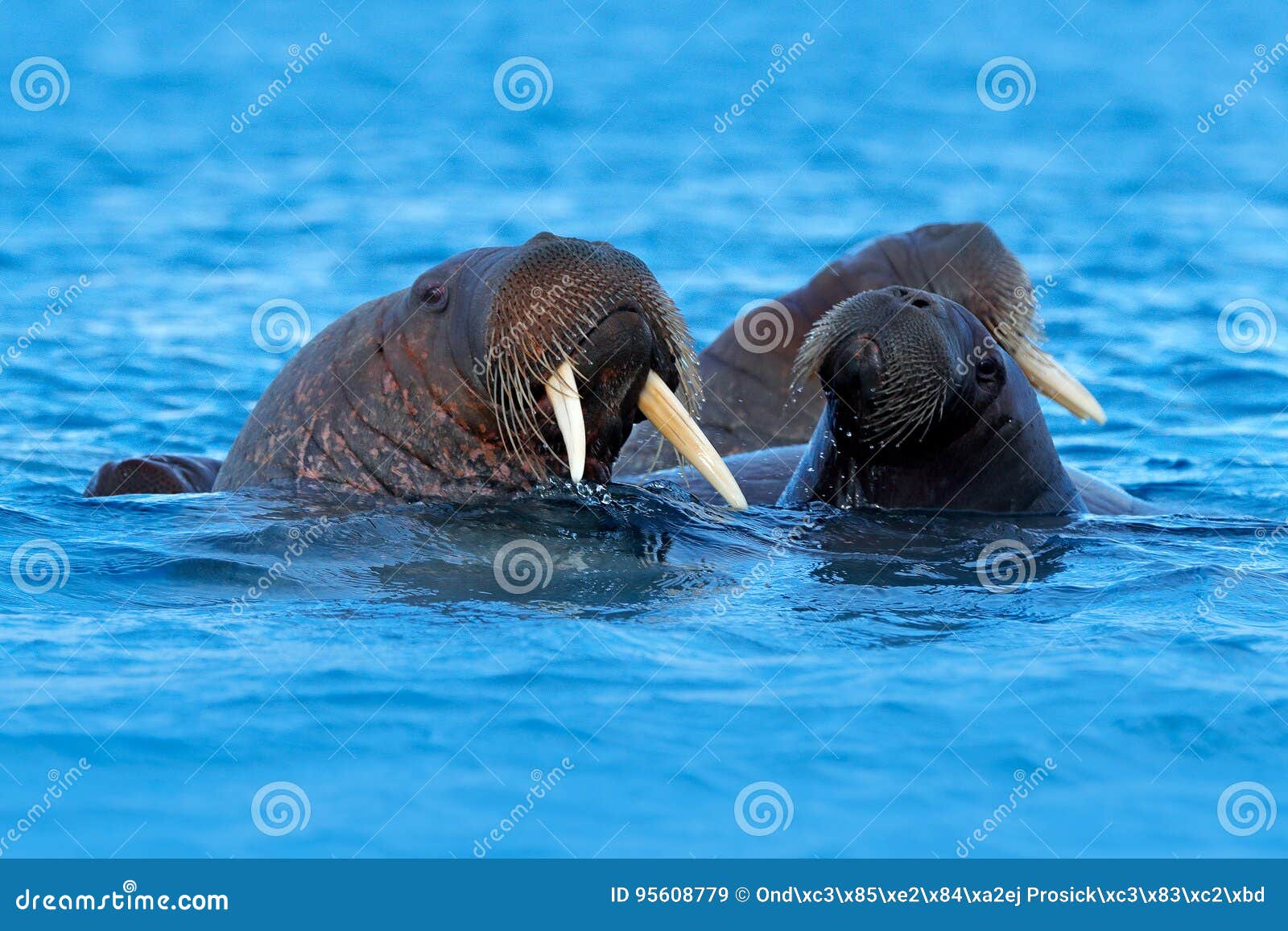 La Morsa, Rosmarus Del Odobenus, Mamífero Marino Flippered Grande, En Agua  Azul, Svalbard, Noruega Retrato Del Detalle Del Animal Imagen de archivo -  Imagen de detalle, paquete: 95608779