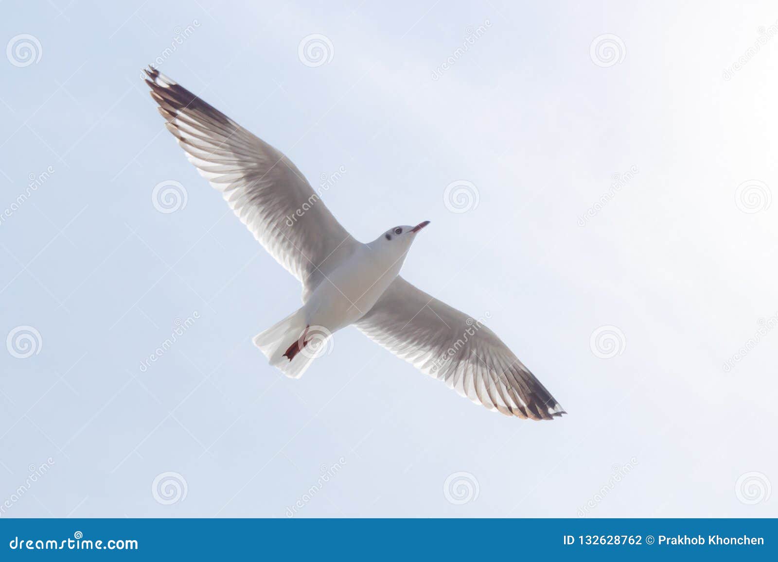 La Mouette De Vol Oiseau Vole Au Dessus De La Mer Vol Plane De Mouette Au Dessus De Profond Photo Stock Image Du Australie Rivage La Mouette De Vol Oiseau Vole Au Dessus De La Mer Vol Plane De Mouette Au Dessus De Profond Photo Stock Image Du Australie Rivage