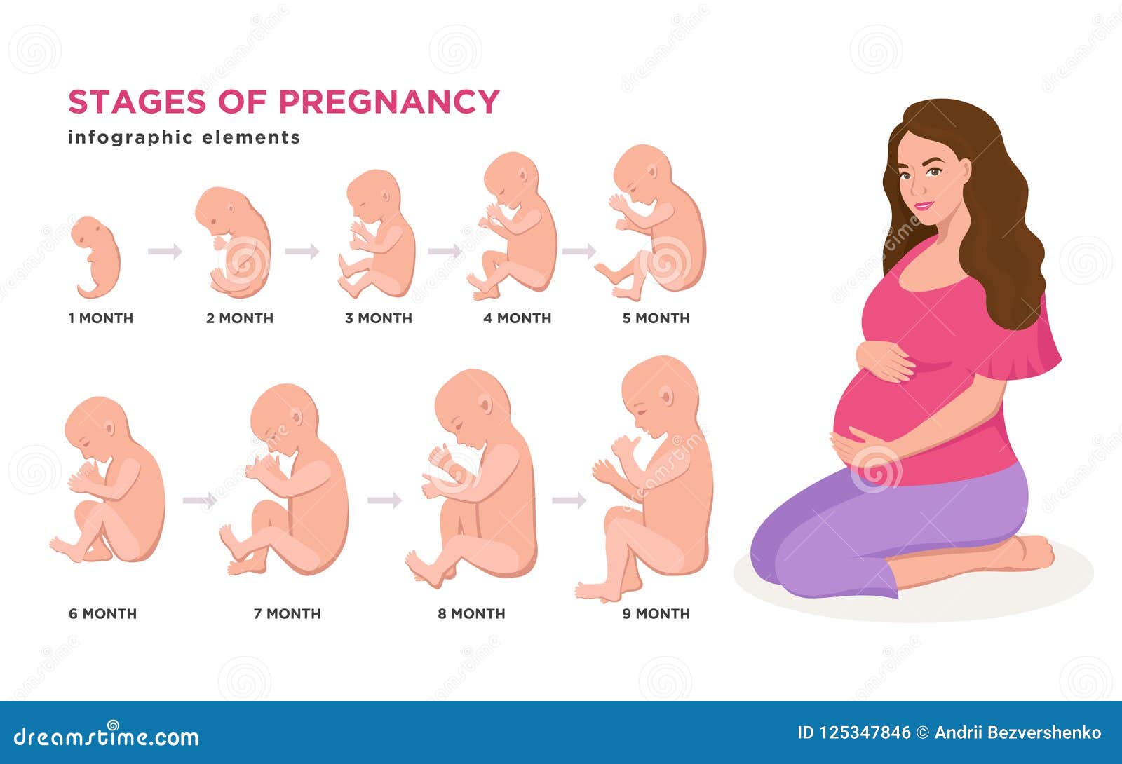 Las Etapas Del Embarazo El Embarazo Reproduccion Humana Images Images