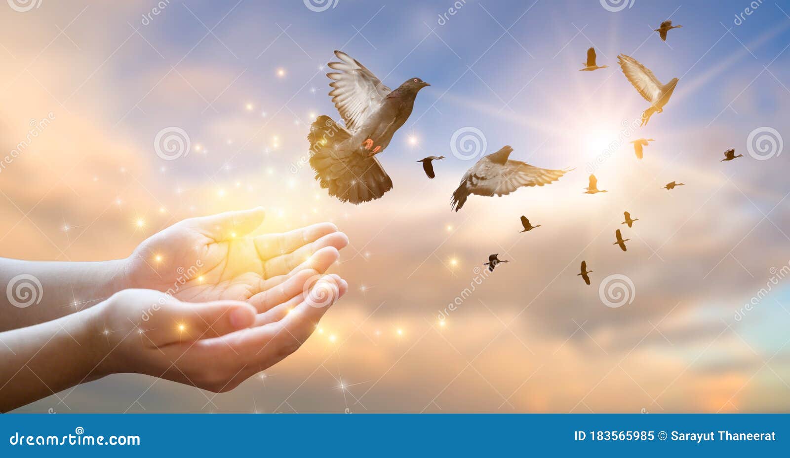 La Mujer Libera a La Paloma En El Cielo Imagen de archivo - Imagen de cubo,  humano: 183565985, image size:1600x929