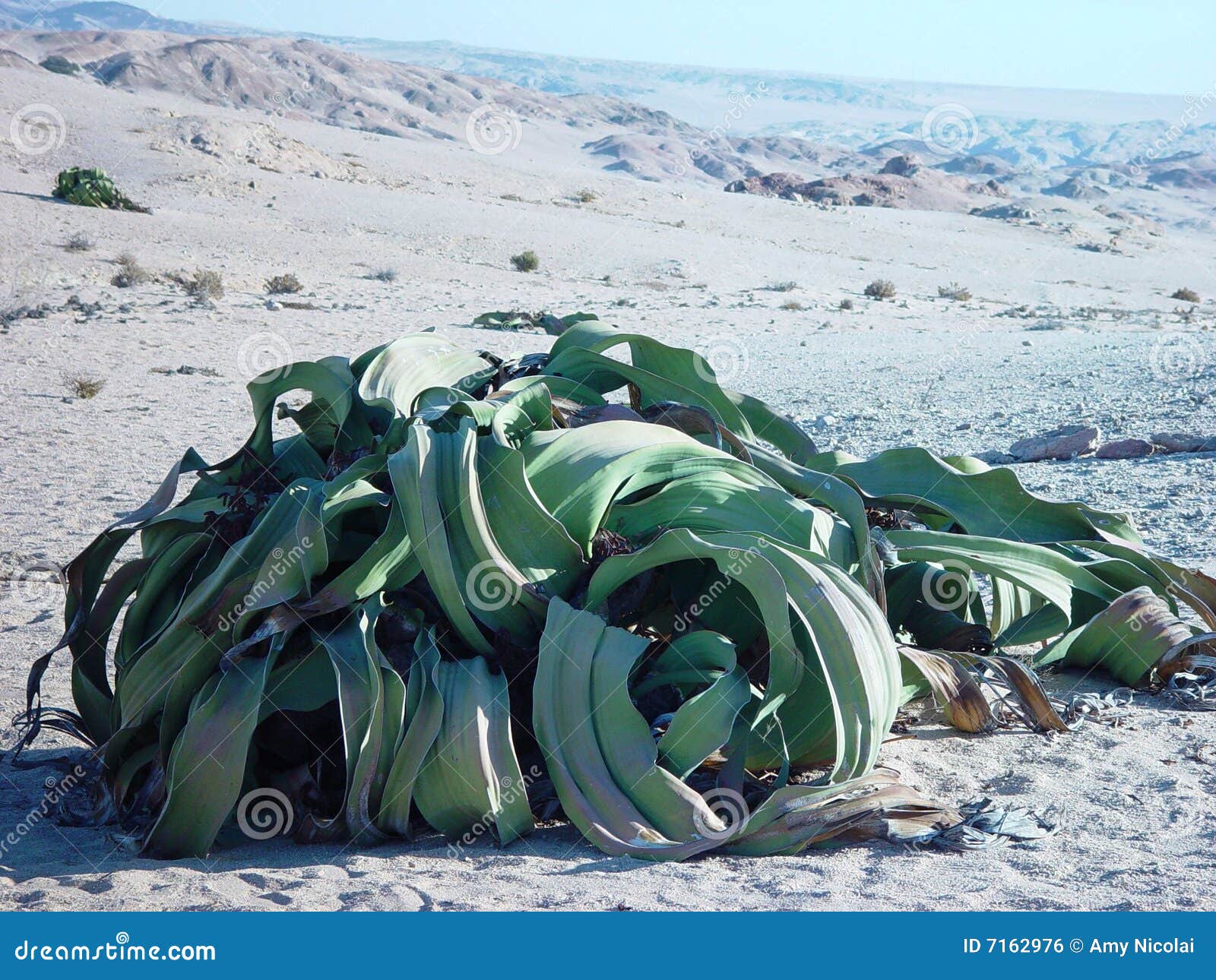 la-namibie-plante-le-welwitschia-7162976