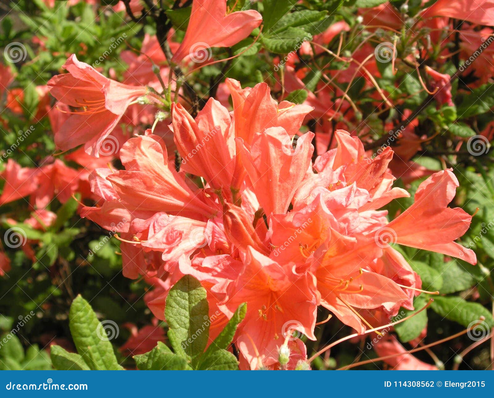 La Naranja De La Primavera Florece La Azalea De Mollis Foto de archivo -  Imagen de arbusto, azalea: 114308562