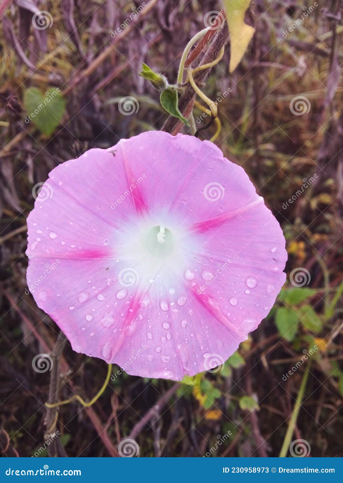 la naturaleza hermosa