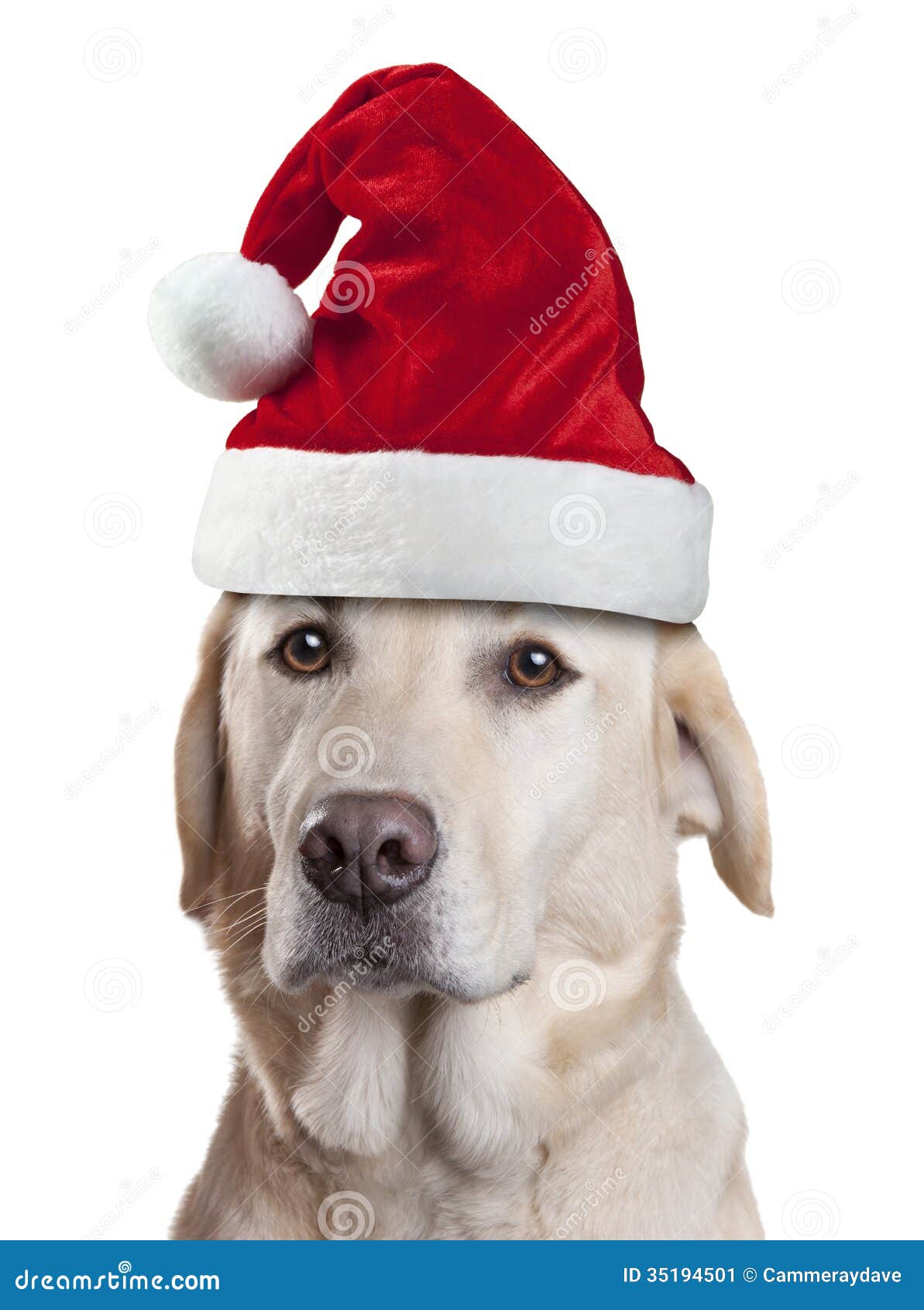 La Navidad Santa Hat Dog imagen de archivo. Imagen de tonto 35194501