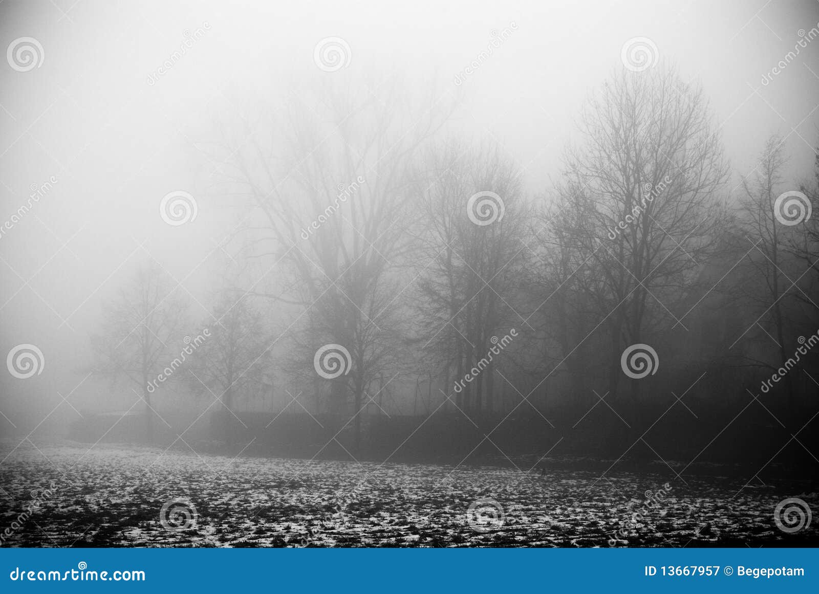 La Nebbia E La Foresta Scura Immagine Stock - Immagine di mattina