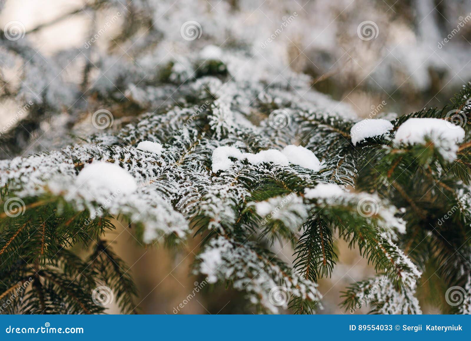 La nieve de la rama del pino cayó en un día de invierno maravilloso. Ramas del pino cubiertas con helada en milagro del día de invierno