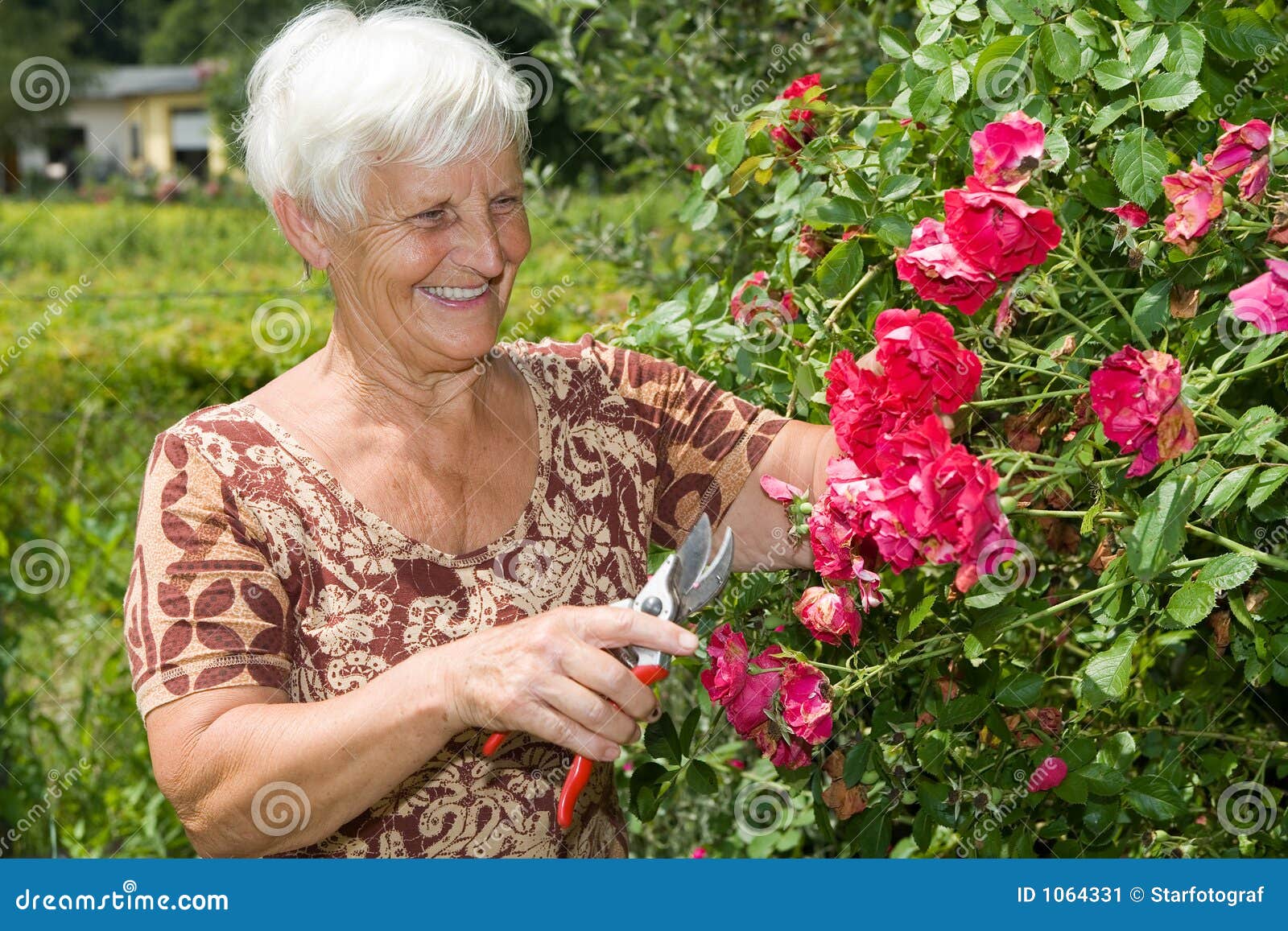 La Nonna è Fiori Da Taglio E Rose Rosse in Giardino Immagine