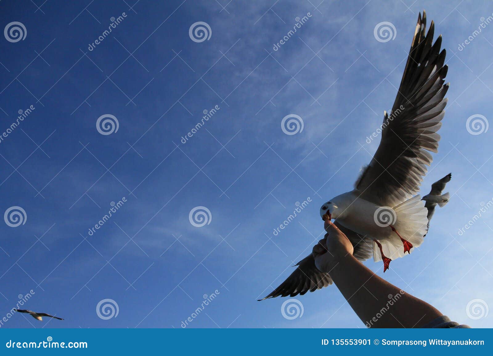 La nourriture de alimentation de main de touristes à Brown a dirigé le brunnicephalus de Chroicocephalus de mouettes au centre de récréation de BangPu, province de Samut Prakarn, Thaïlande