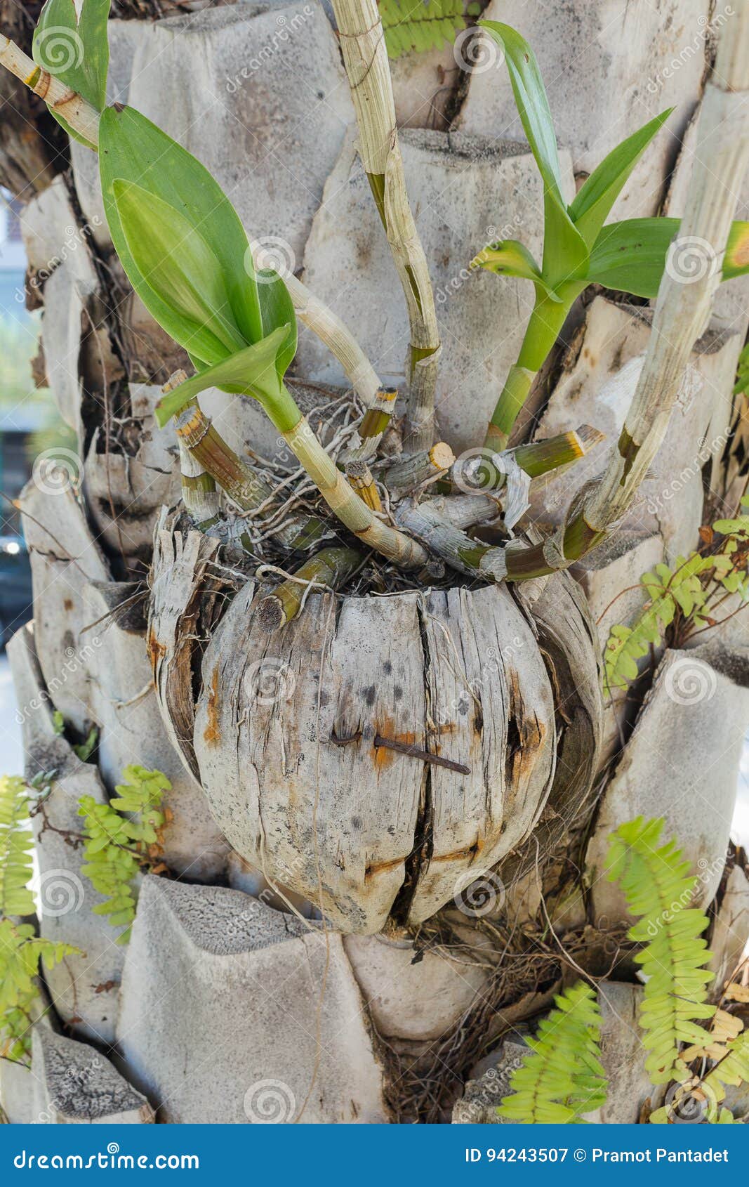 La Orquídea Del Coco Cubierta En árboles Imagen de archivo - Imagen de  pétalo, cubo: 94243507