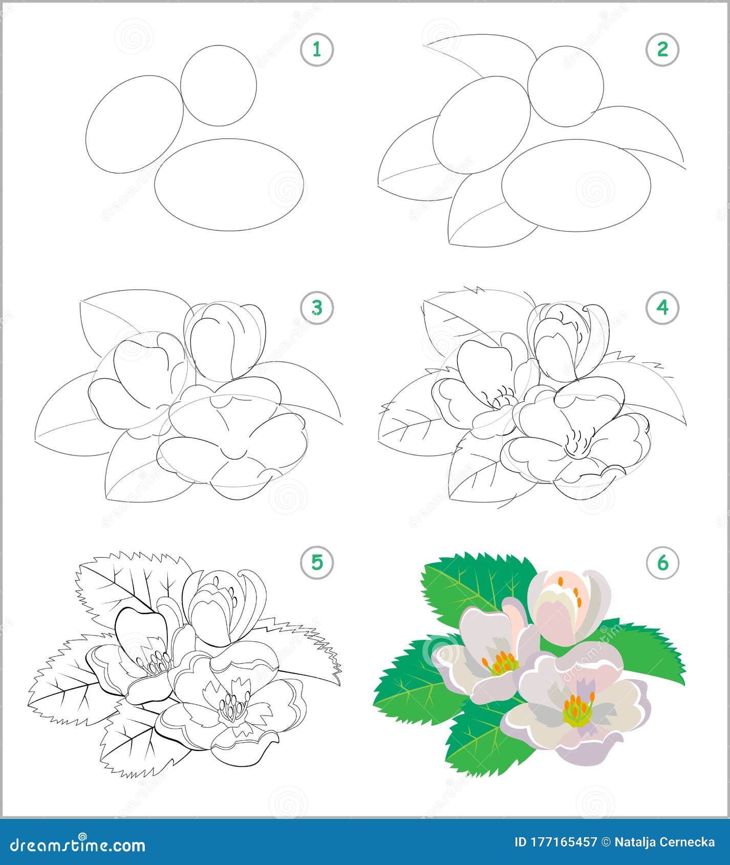 La Página Muestra Cómo Aprender a Dibujar Paso a Paso Hermosas Flores Jazmín. Desarrollo De Habilidades Infantiles Para Dibujar Y Ilustración del Vector - Ilustración de forma, gradualmente: 177165457 La Página Muestra Cómo Aprender a Dibujar Paso a Paso Hermosas Flores Jazmín. Desarrollo De Habilidades Infantiles Para Dibujar Y Ilustración del Vector - Ilustración de forma, gradualmente: 177165457