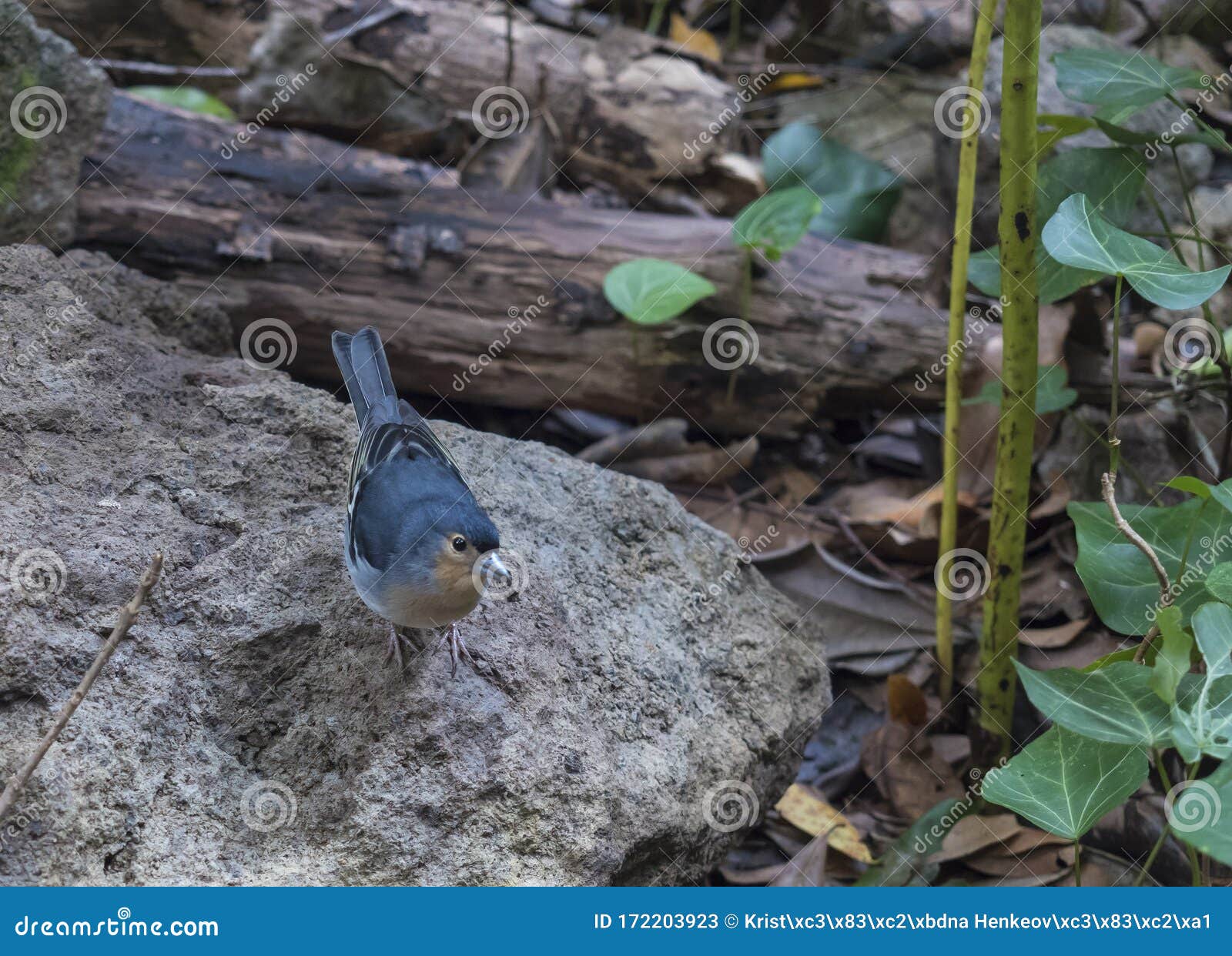 la palma chaffinch, fringilla coelebs palmae, palman chaffinch male perched on stone at laurel forest laurisilva, lush