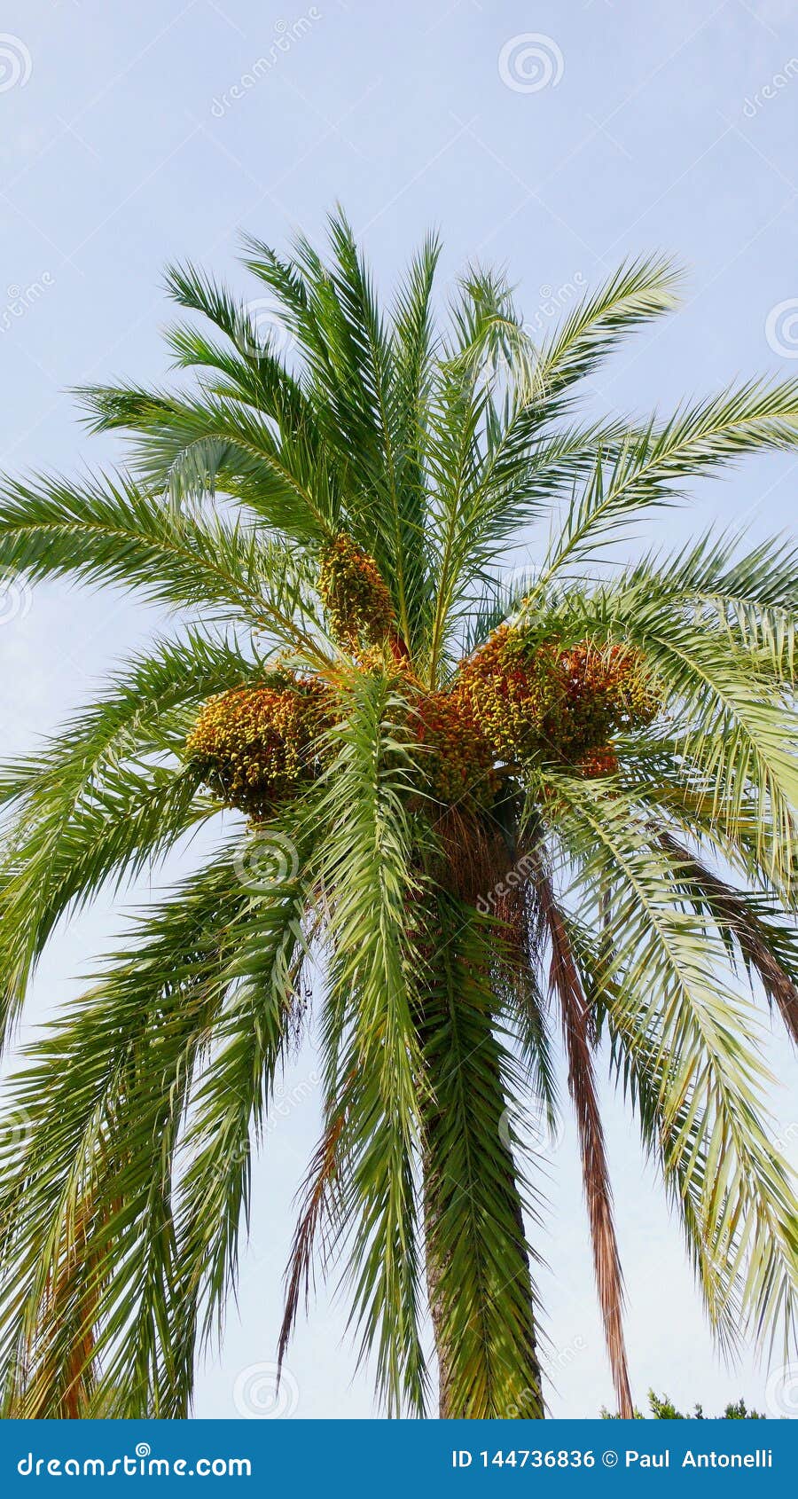 La palma data 1 su una grande vecchia palma. Molte date della palma su una grande palma con un cielo blu del fondo