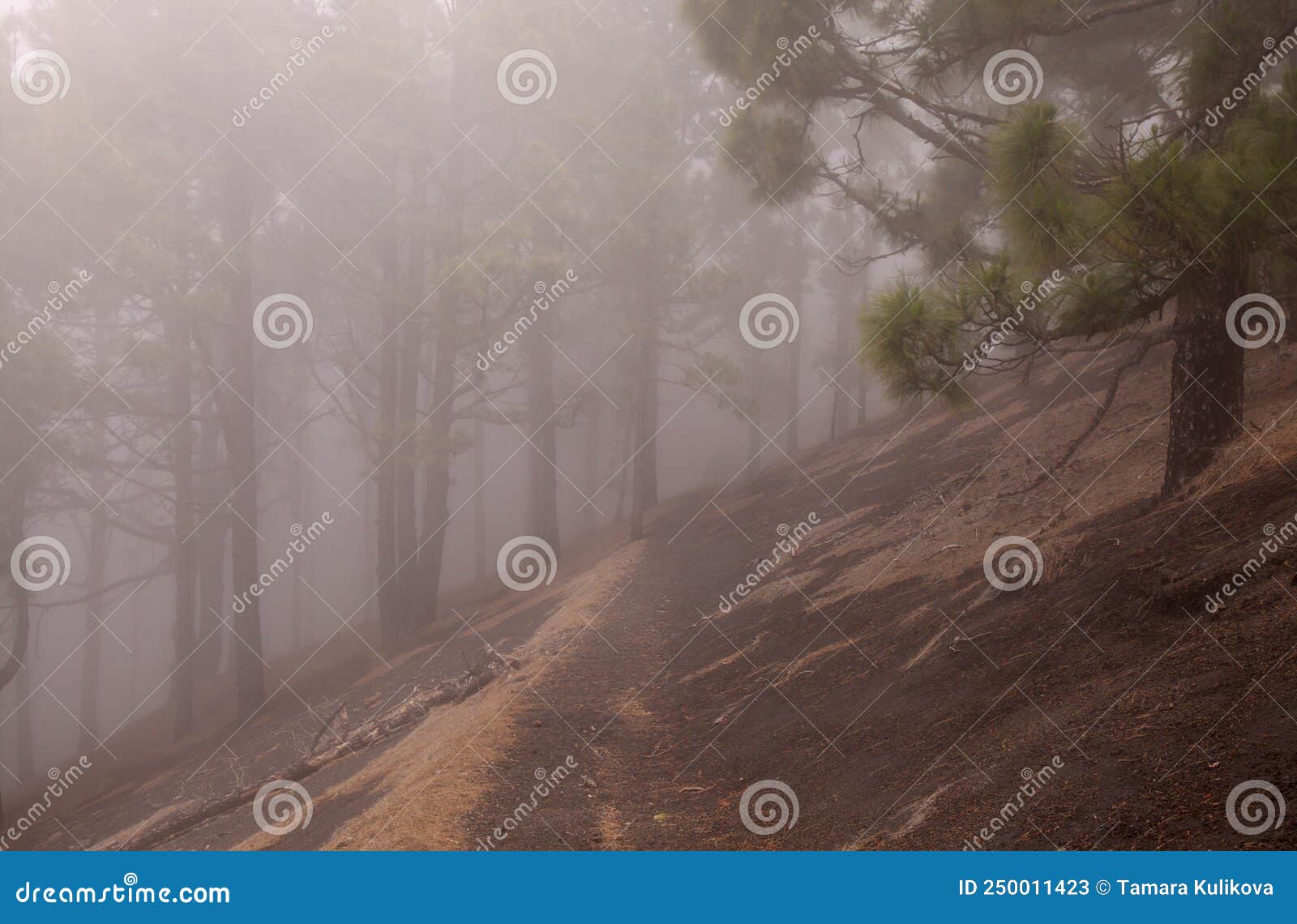 la palma, landscapes along the long-range popular hiking route ruta de los volcanes