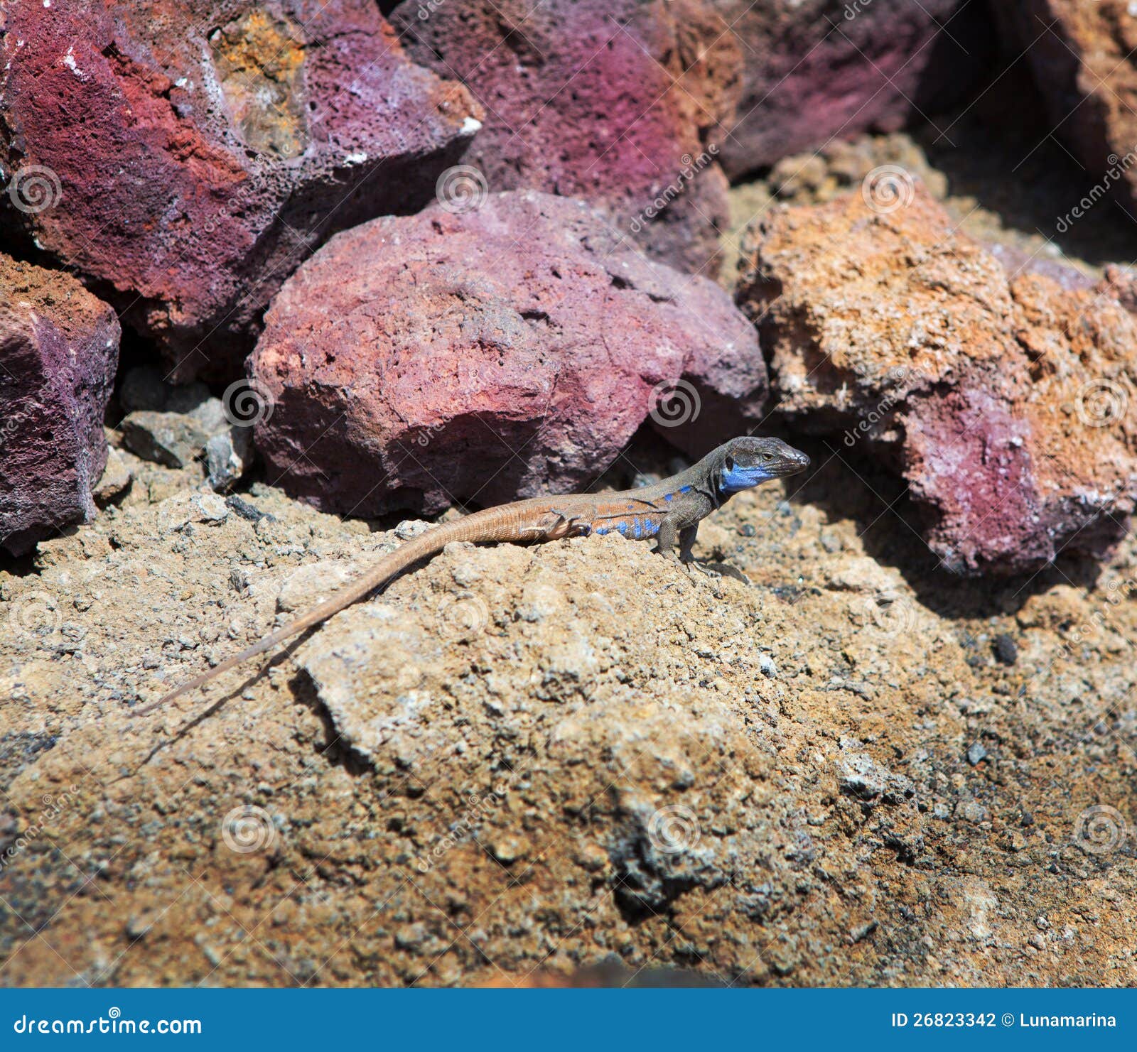 la palma typical lizard tizon gallotia galloti palmae