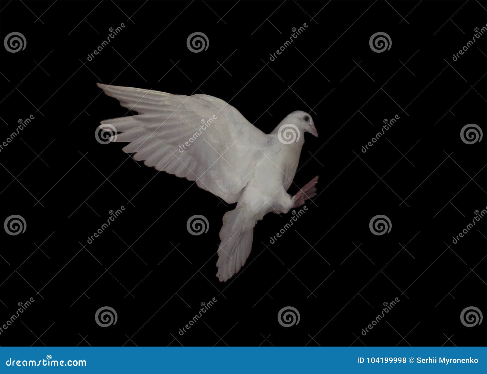 La Paloma Blanca Esta Volando Aislo En El Negro Foto De Archivo