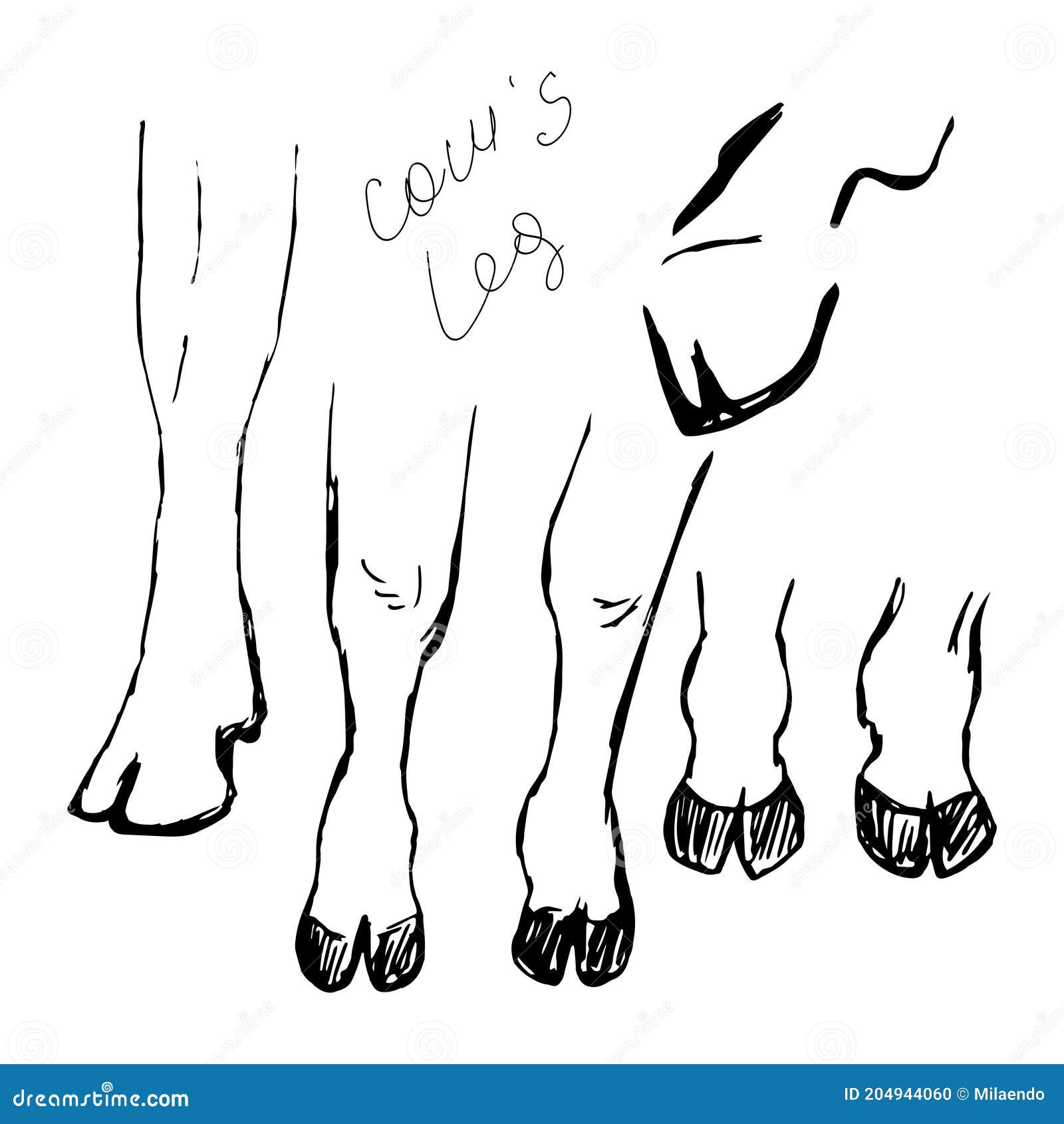 La Pata De Una Vaca El Dibujo Simple Sobre El Fondo Blanco Ilustración del  Vector - Ilustración de parte, vector: 204944060