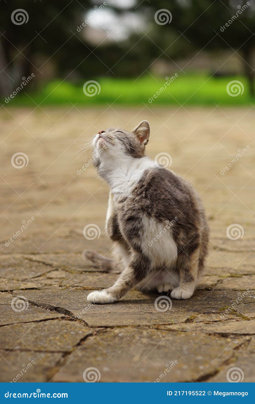La Patte De Chat En Ecaille De Tortue Grattant La Puce Derriere L Oreille Dans Spring Park Photo Stock Image Du Mammifere Griffe La Patte De Chat En Ecaille De Tortue Grattant La Puce Derriere L Oreille Dans Spring Park Photo Stock Image Du Mammifere Griffe