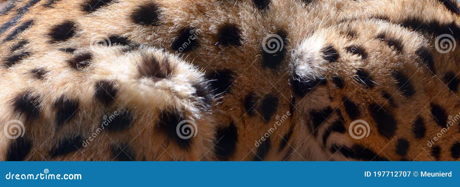 La Peau De Serval Est Originaire De Chat Sauvage En Afrique Image Stock Image Du Animal Visage La Peau De Serval Est Originaire De Chat Sauvage En Afrique Image Stock Image Du Animal Visage
