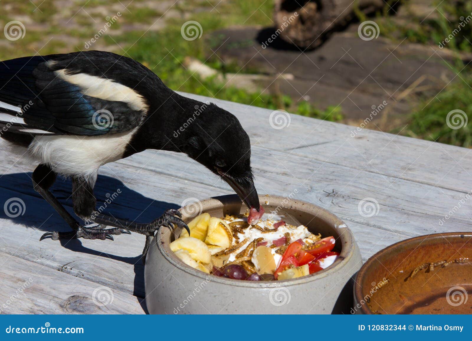 La Pie Elevee Jeune Par Main Mange Photo Stock Image Du Curd Pica