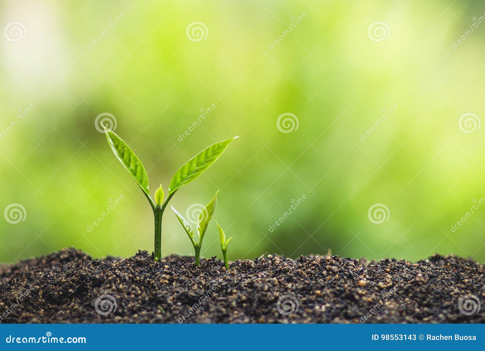 La Planta, árbol, Plantando, Vida, Agricultura, Ambiente, Fondo, Nuevo, Verde, Naturaleza, Creciendo, Concepto, Manos, Crece, Hoj Imagen de archivo - Imagen de cultive, plantar: 98553143 La Planta, árbol, Plantando, Vida, Agricultura, Ambiente, Fondo, Nuevo, Verde, Naturaleza, Creciendo, Concepto, Manos, Crece, Hoj Imagen de archivo - Imagen de cultive, plantar: 98553143