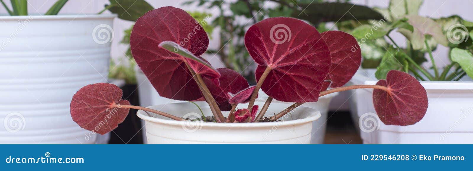 La Planta De Begonia De Hojas Rojas Tiene Una Textura De Hoja Parecida a  Una Alfombra Foto de archivo - Imagen de flora, color: 229546208