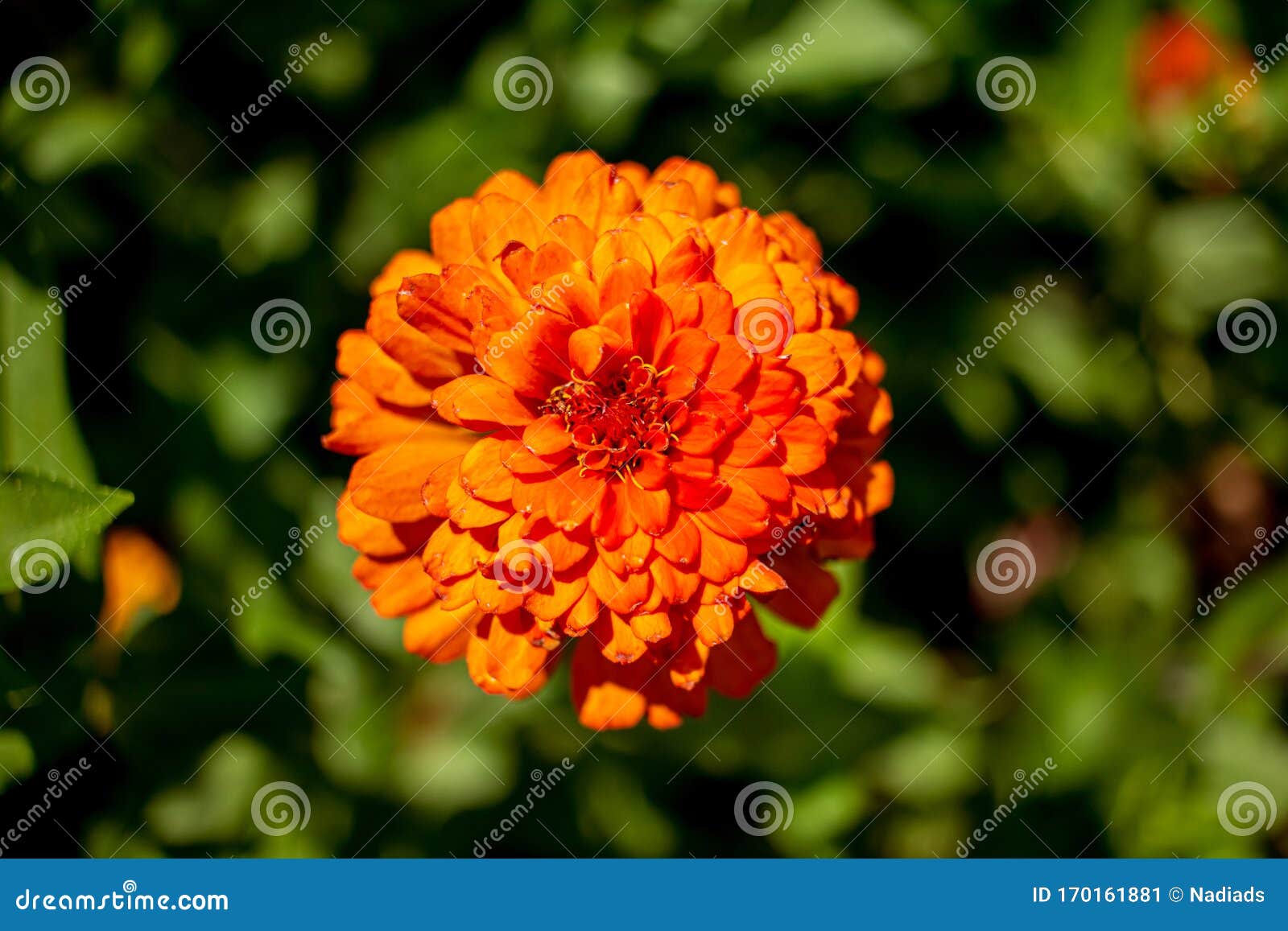 La Planta Ornamental De Zínia En Naranja Imagen de archivo - Imagen de  flora, resorte: 170161881