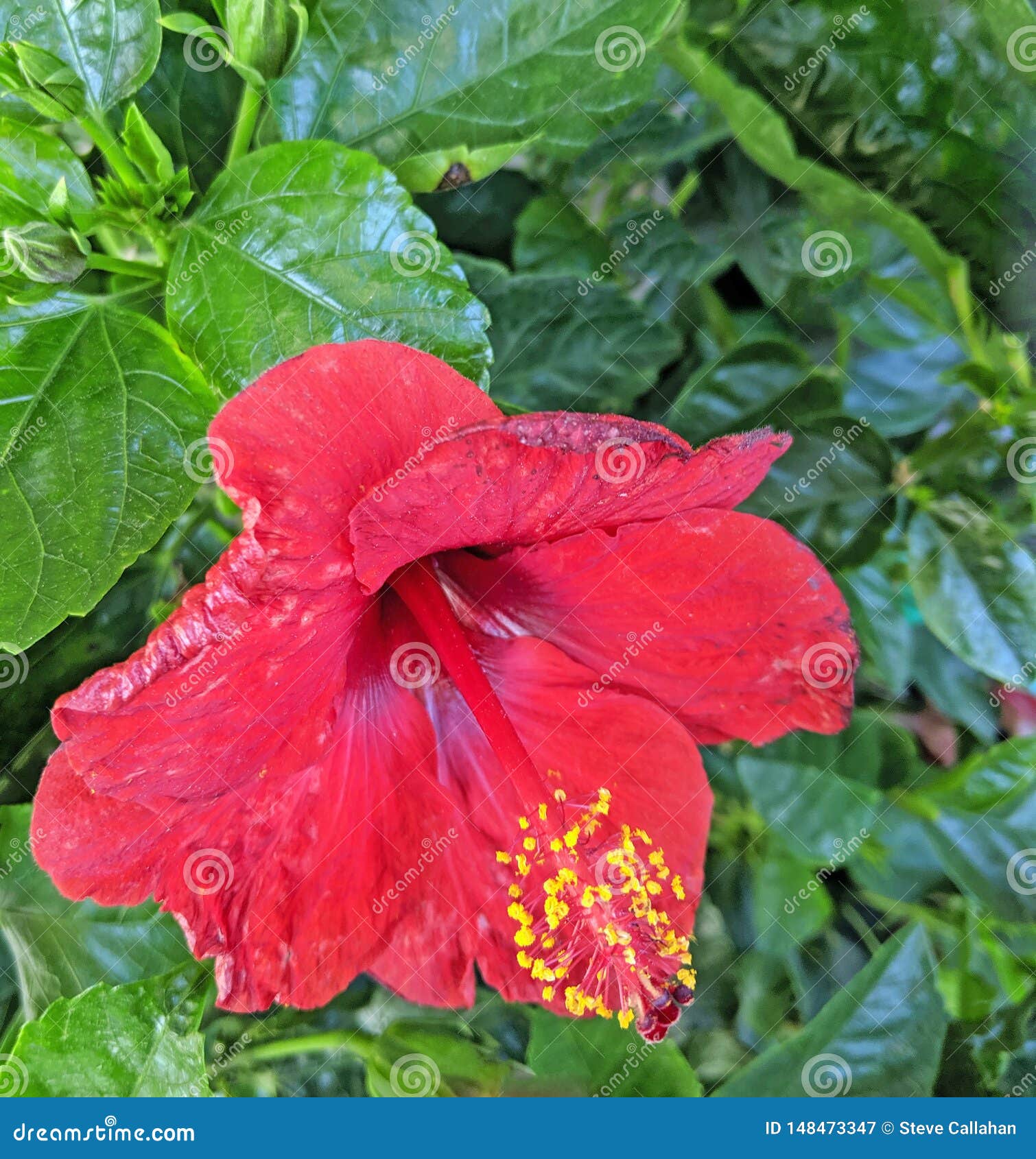 La Planta Roja Del Hibisco Del Primer Trompeta-formó La Flor Imagen de  archivo - Imagen de pistilo, rojo: 148473347