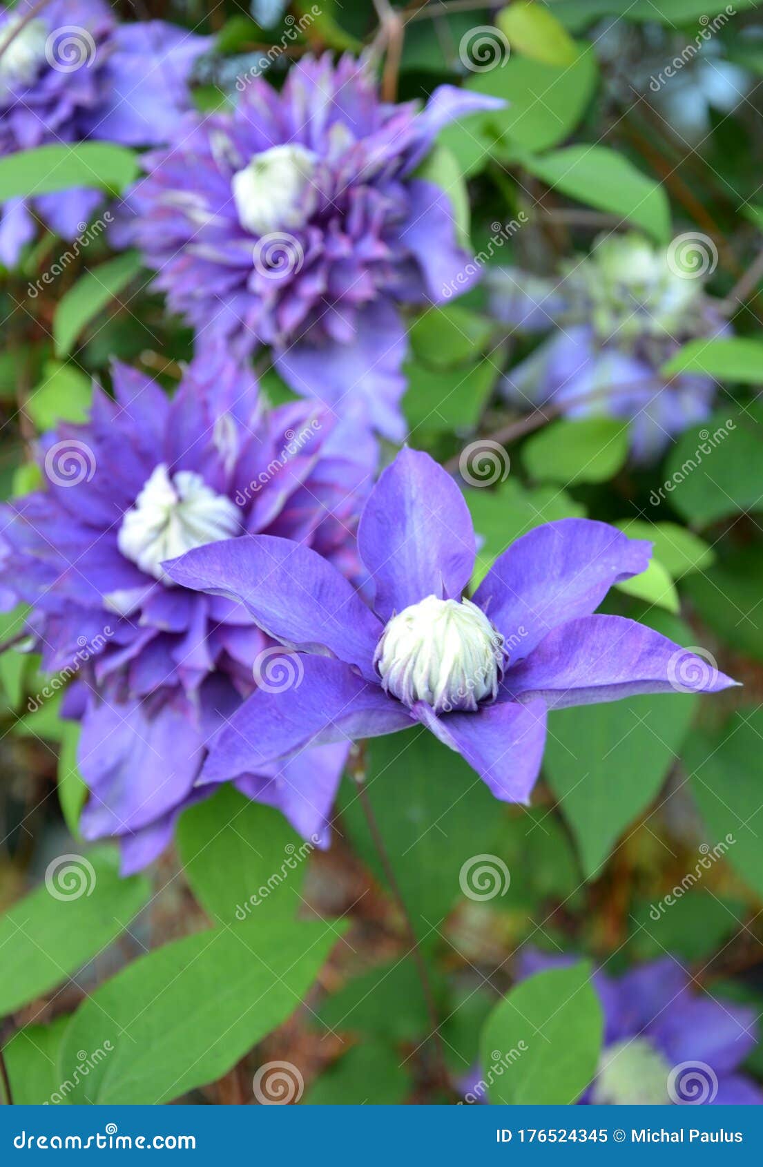 La Planta Trepadora Clematis Lanuginosa Es Capaz De Subir El Alambre Hasta  2m De Altura Es Roatlina De China Flores 8cm Gran Pi Bl Imagen de archivo -  Imagen de blanco, altura: