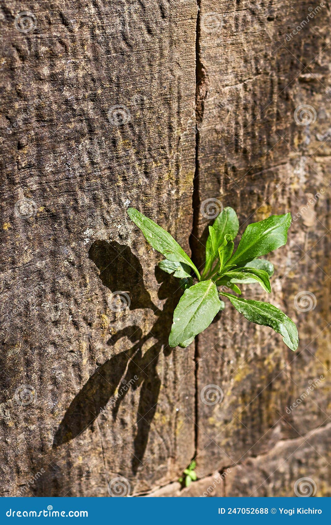 La Plante Pousse à Travers La Pierre Comme Symbole Du Pouvoir De La Vie  Fermer Sélectivement Focus Photo stock - Image du fissure, normal: 247052688