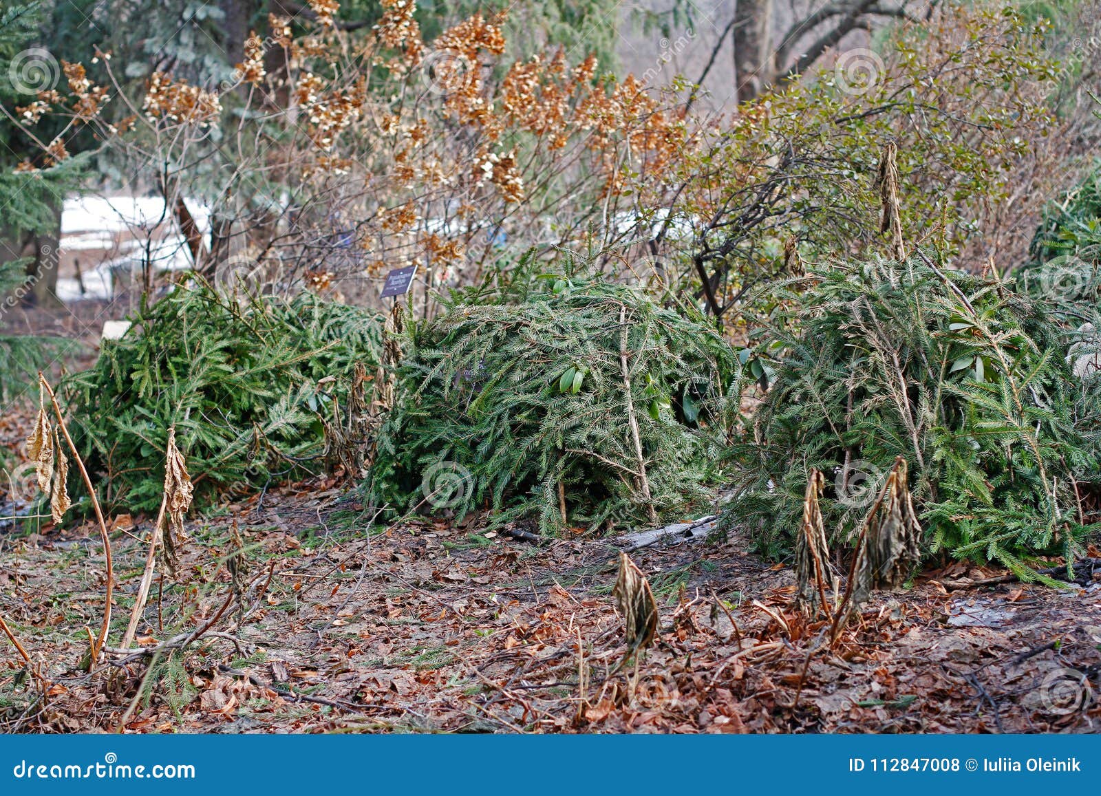 La Protection Des Plantes Contre Le Gel Par Le Sapin S'embranche Dans Le  Jardin Photo stock - Image du froid, fermer: 112847008