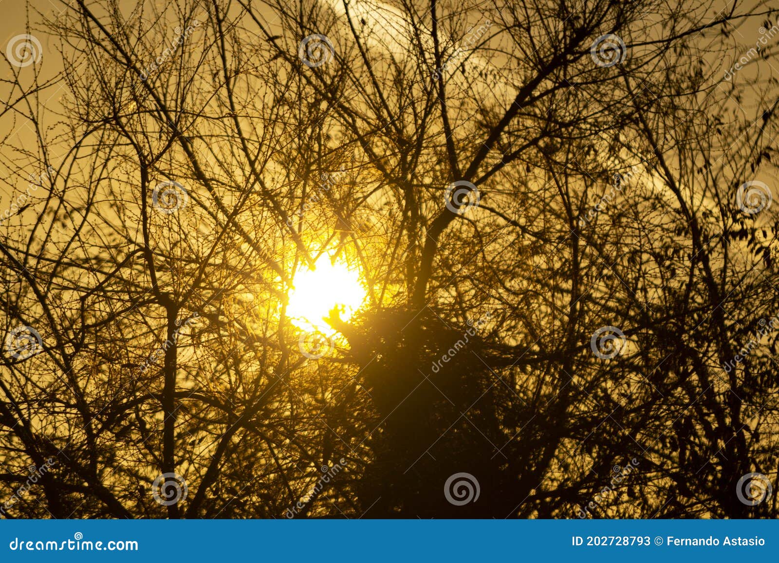 La Puesta De Sol Donde El Sol Se Esconde Detrás De Las Ramas De Los