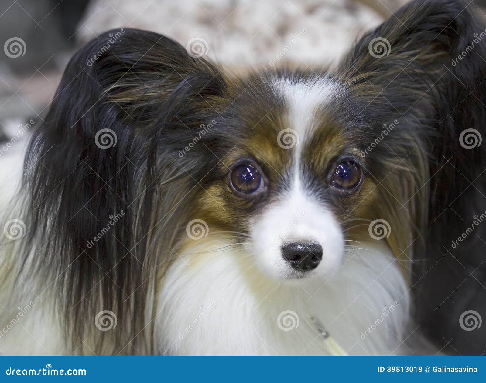 Race De Chien Papillon Sur Fond Bleu Foncé