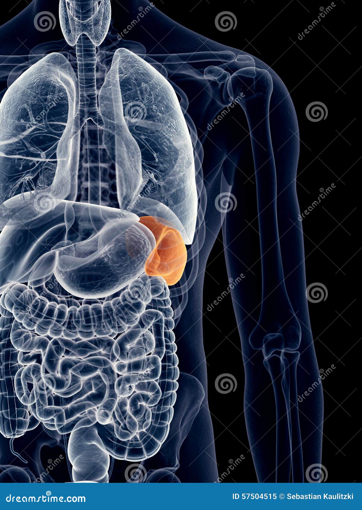 La rate illustration stock. Illustration du rayon, anatomie 57504515