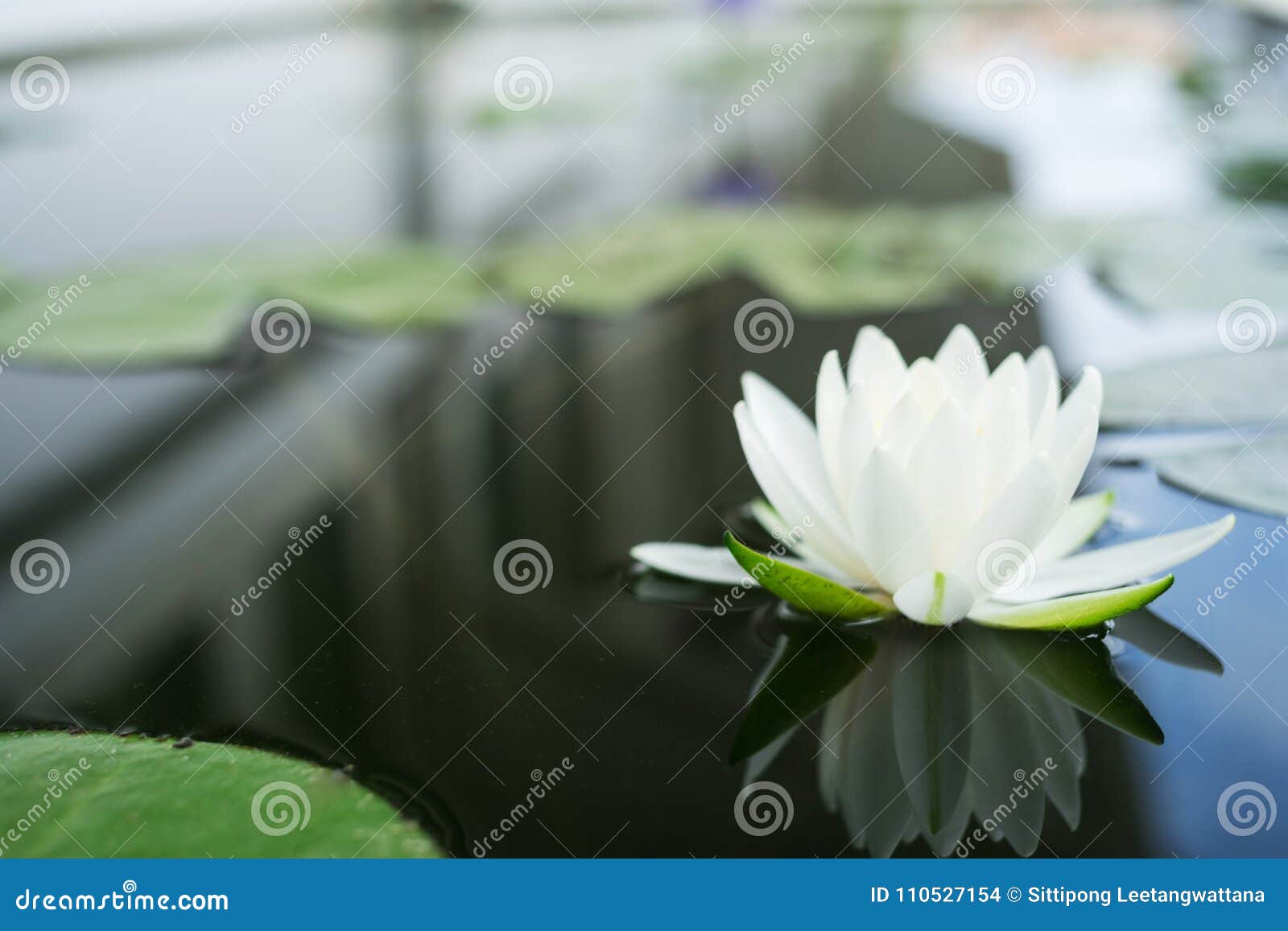 La Reflexión Hermosa De La Flor De Loto Blanco O Del Lirio De Agua Con W  Foto de archivo - Imagen de hermoso, charca: 110527154