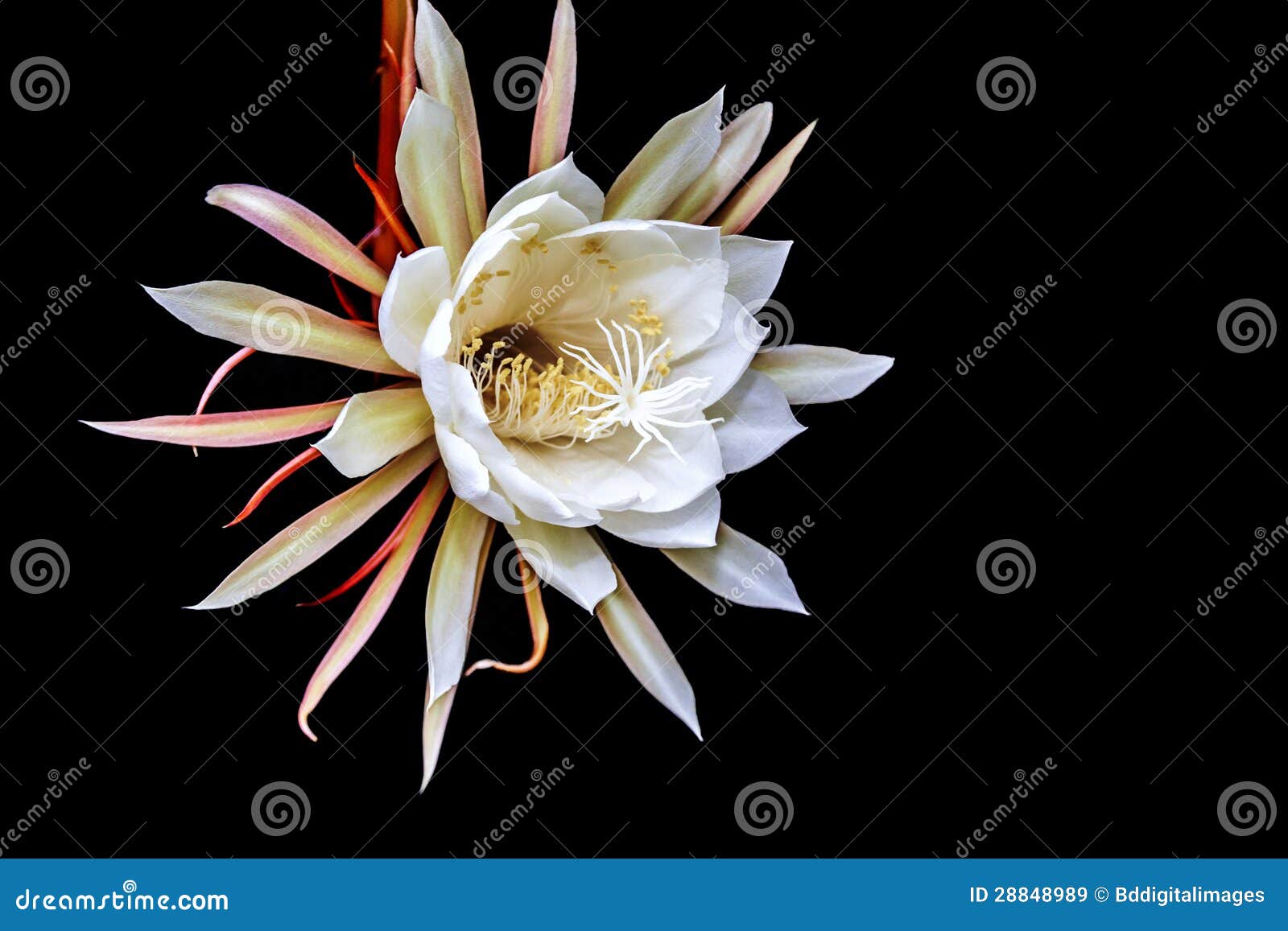 La Reine De La Fleur De Nuit Image stock - Image du saisonnier, fleur:  28848989