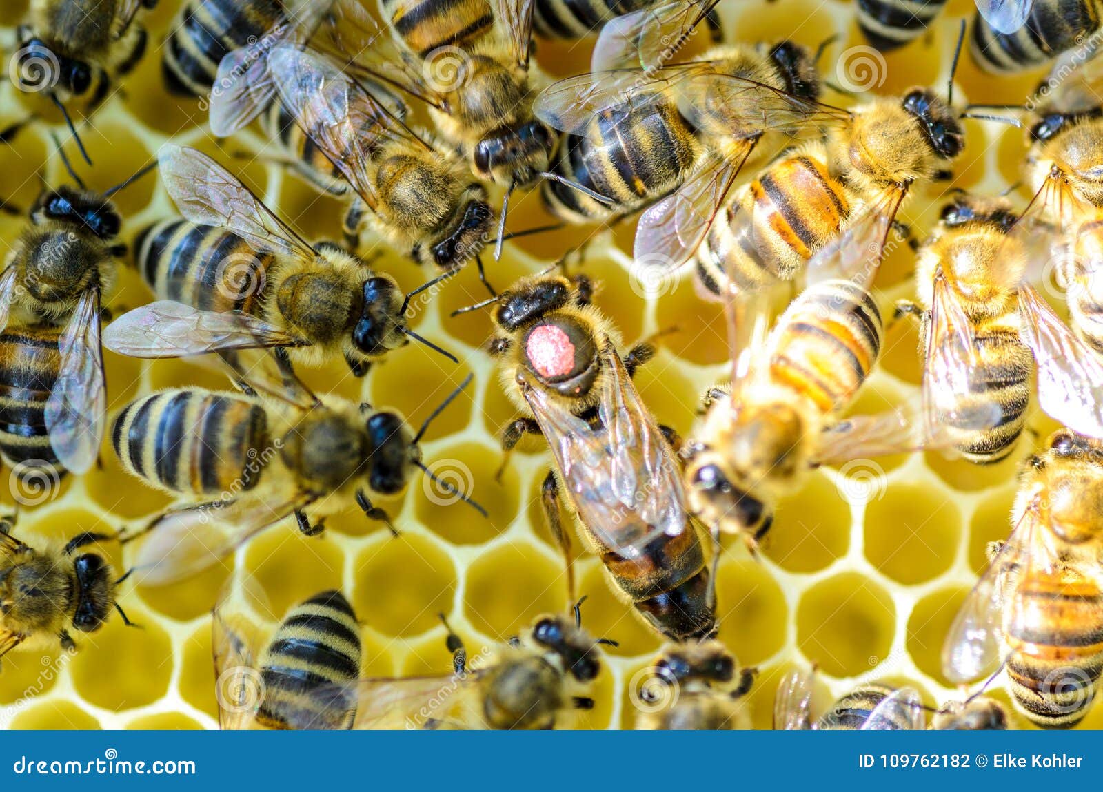 Как можно стать пчелой. Королева пчел. Матка пчелы. Пчела Королева матка. Королева среди пчел.