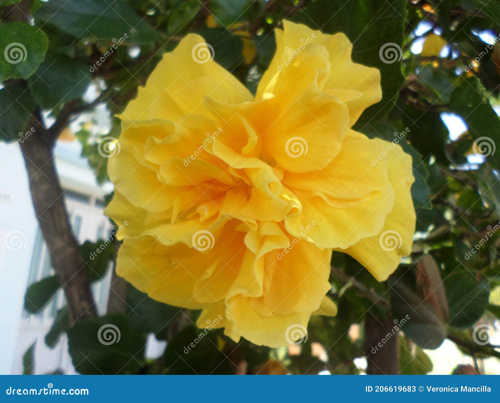 La Rosa China Doble : Flor Amarilla. Imagen de archivo - Imagen de doble,  amarillo: 206619683