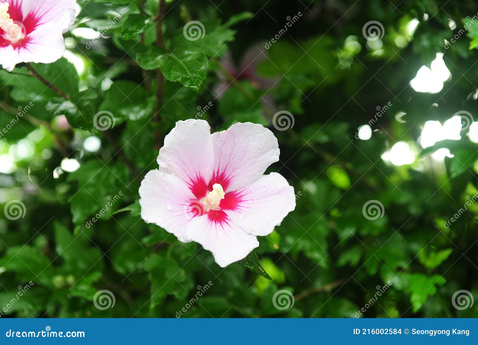 La Rosa De Sharon Es Considerada Como La Flor Nacional De Corea. Foto de  archivo - Imagen de prado, wildflower: 216002584
