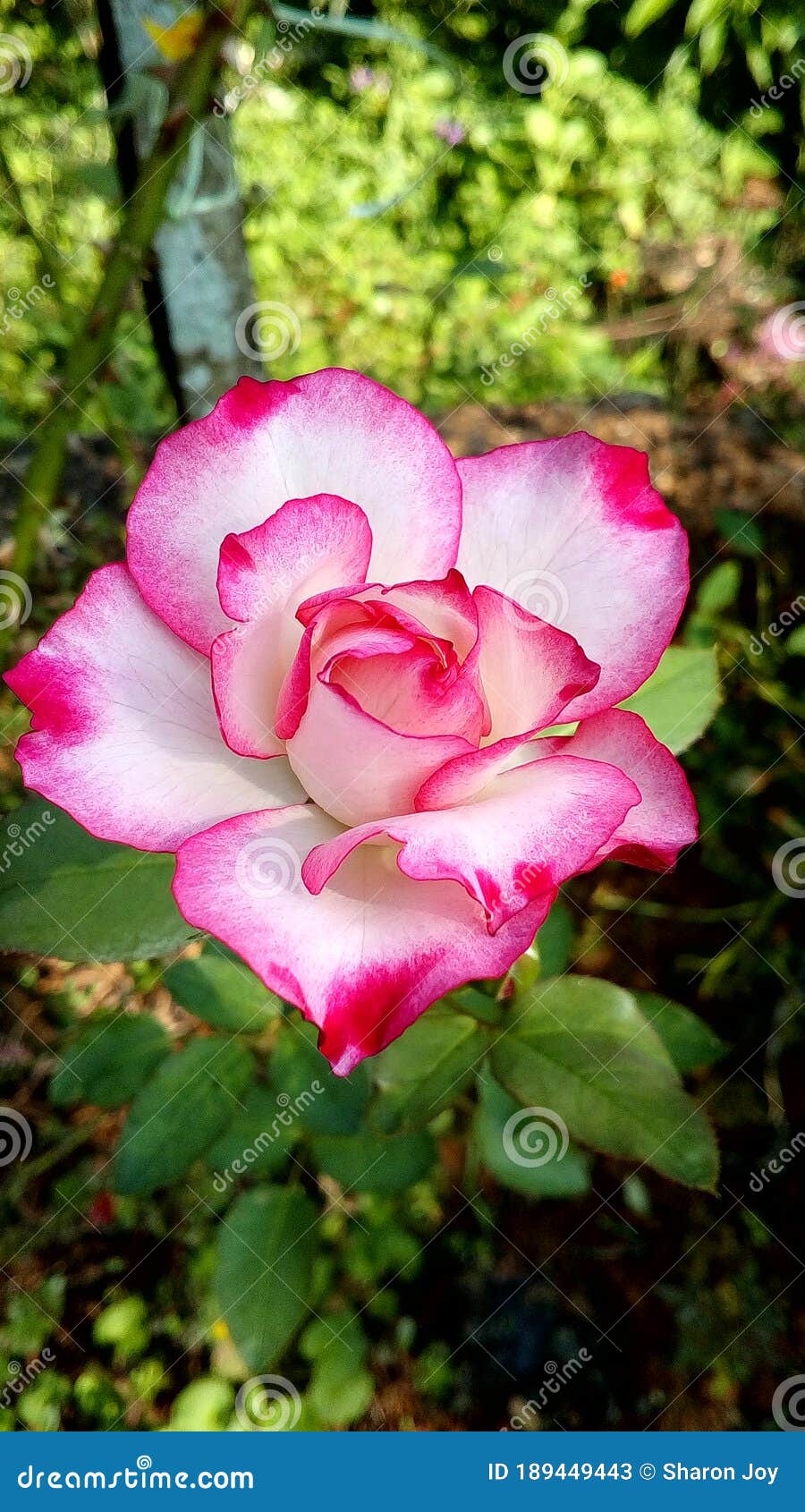 La Rosa Es Considerada La Flor Más Bella Del Mundo, Que Se Llama La Reina Del Jardín Imagen de archivo - Imagen de cubo, flor: 189449443 La Rosa Es Considerada La Flor Más Bella Del Mundo, Que Se Llama La Reina Del Jardín Imagen de archivo - Imagen de cubo, flor: 189449443