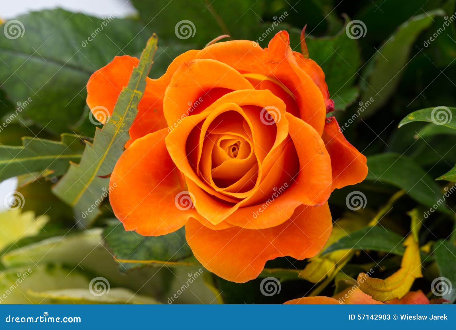 La rose orange image stock. Image du roman, rosa, romantique 57142903