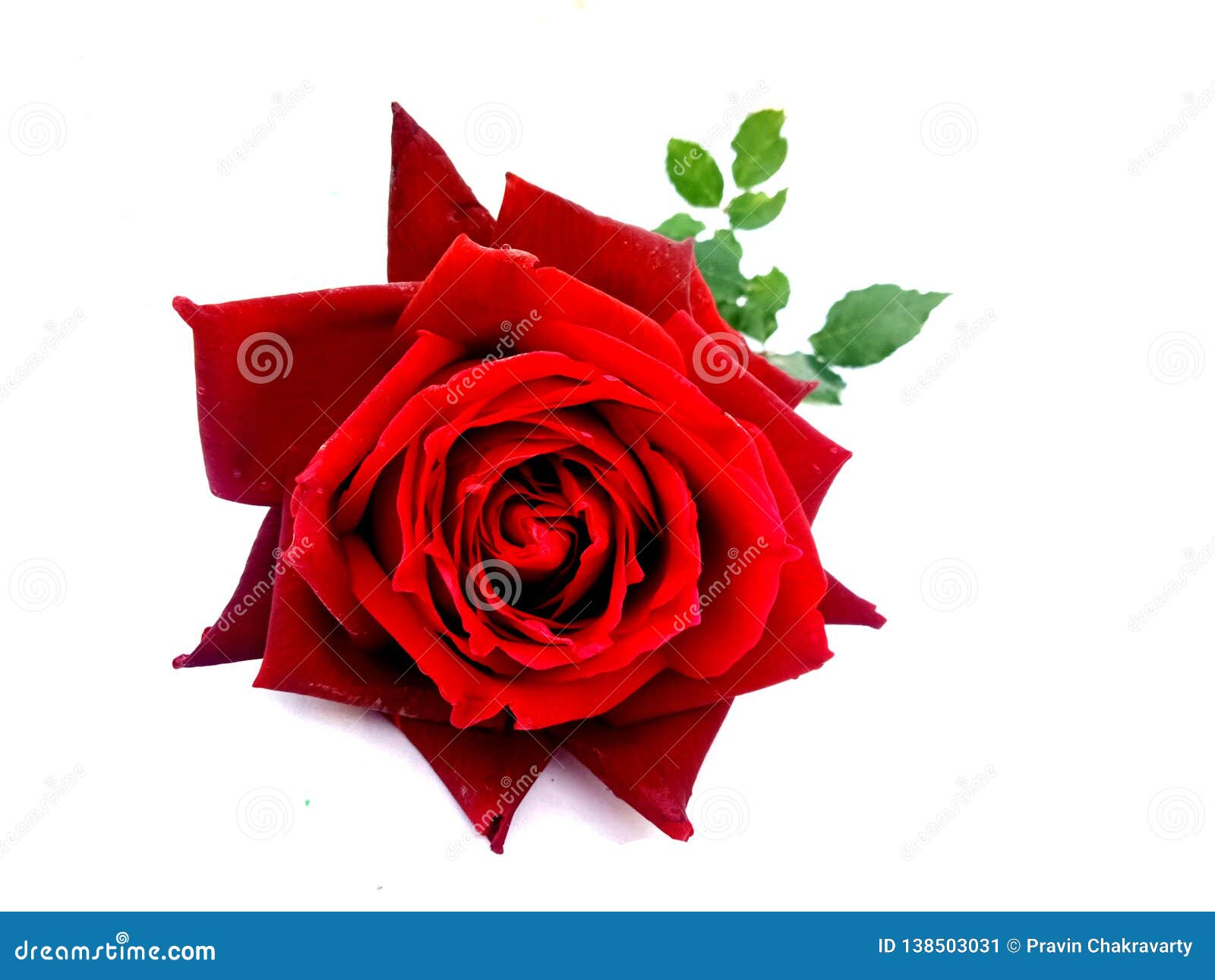 La Rose Rouge S'est Levée Sur Le Fond Blanc Image stock - Image du doux,  fermer: 138503031