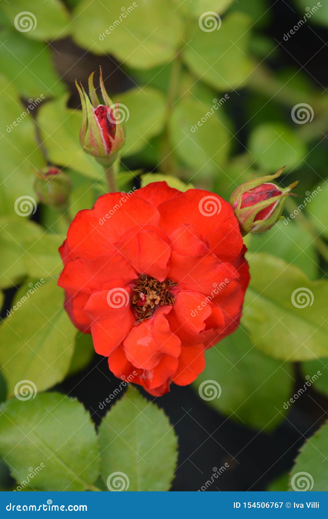 La Sevillana Rose stock image. Image of garden, close - 154506767