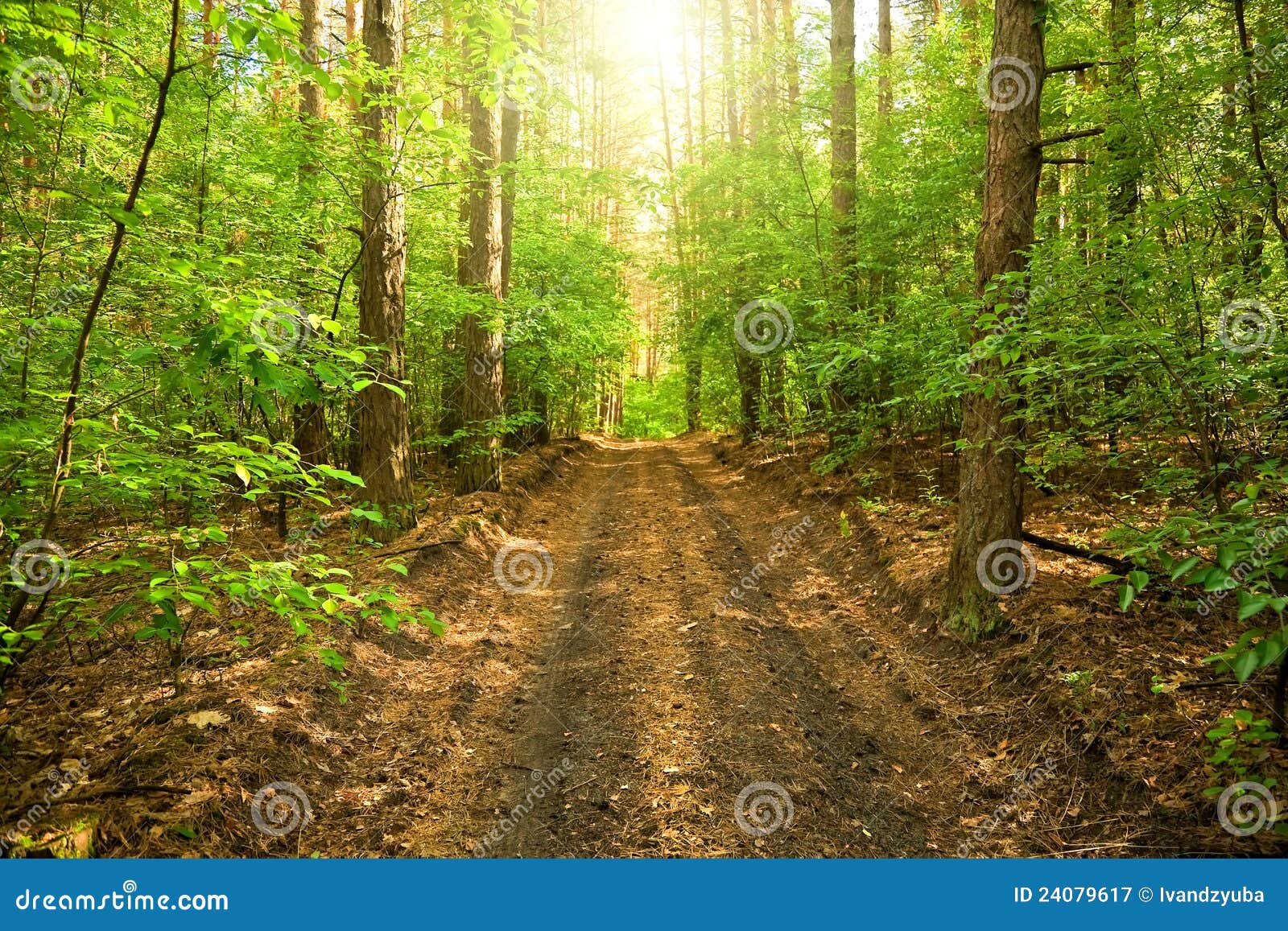 La strada attraverso la foresta del pino