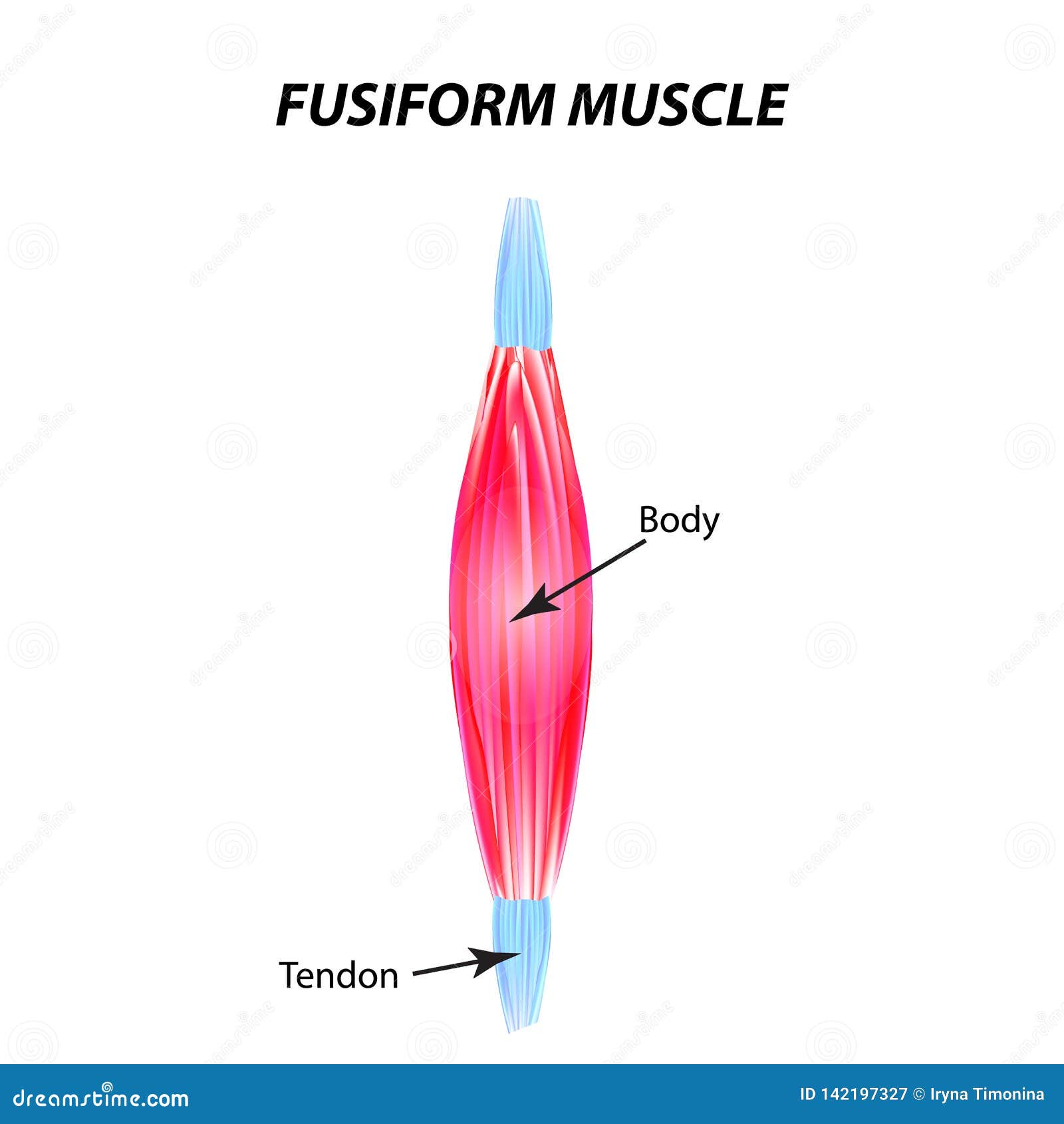 La Structure Du Muscle Squelettique Muscle Fusiforme Tendon Infographie ...