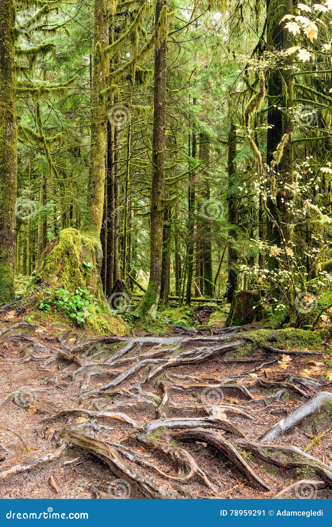 La struttura astratta dell'albero si pianta nella foresta pluviale di Lynn Canyon Park, la Columbia Britannica, Canada